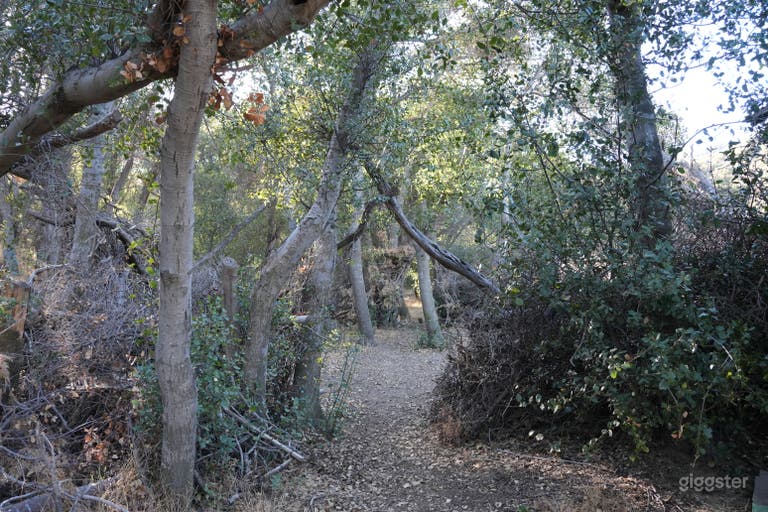  The Clearing – Ephemeral Forest Circle | Natural Set 