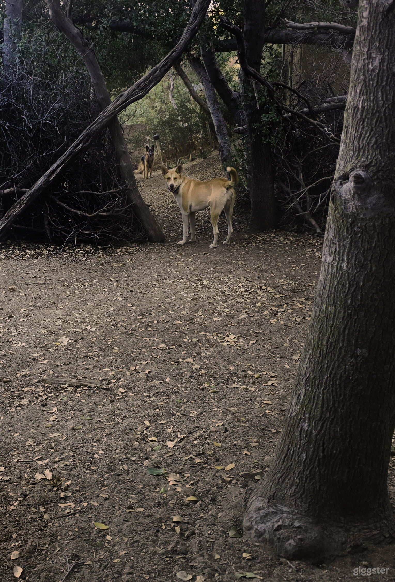 The Clearing – Ephemeral Forest Circle | Natural Set Photo 3