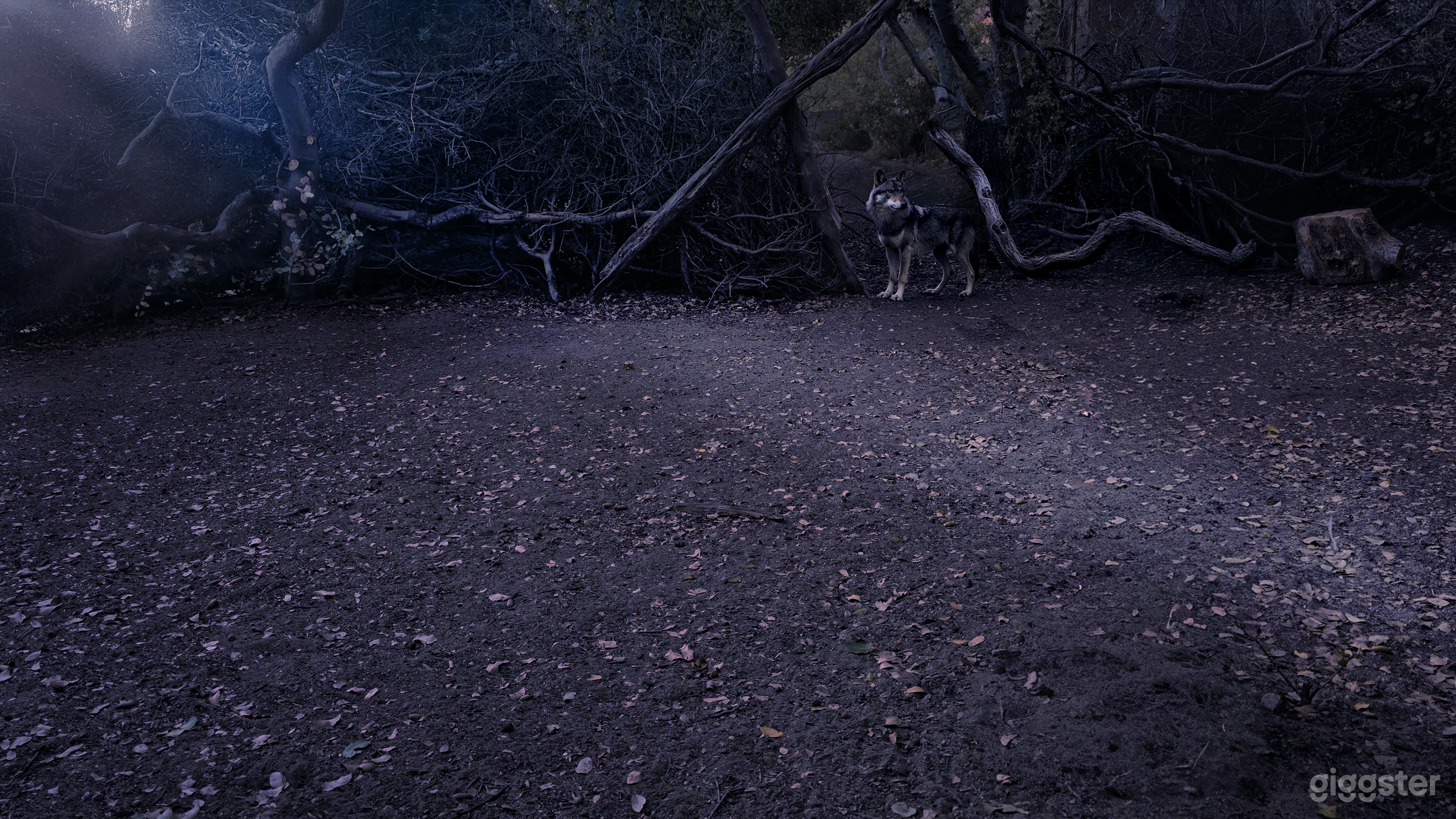 The Clearing – Ephemeral Forest Circle | Natural Set Photo 4