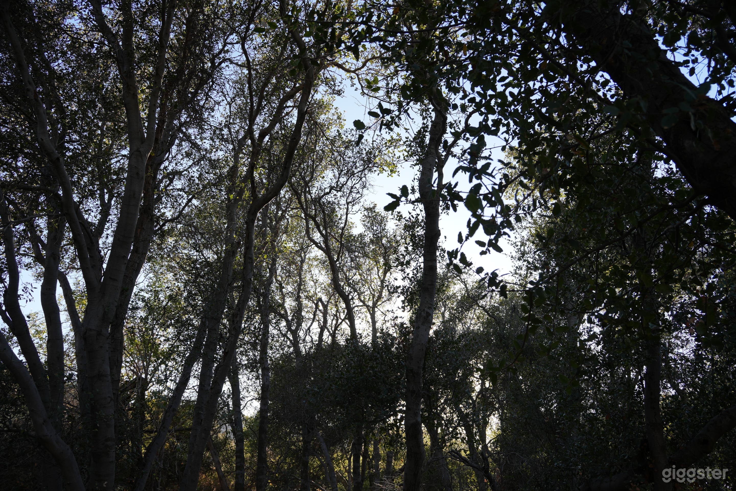 The Clearing – Ephemeral Forest Circle | Natural Set Photo 4