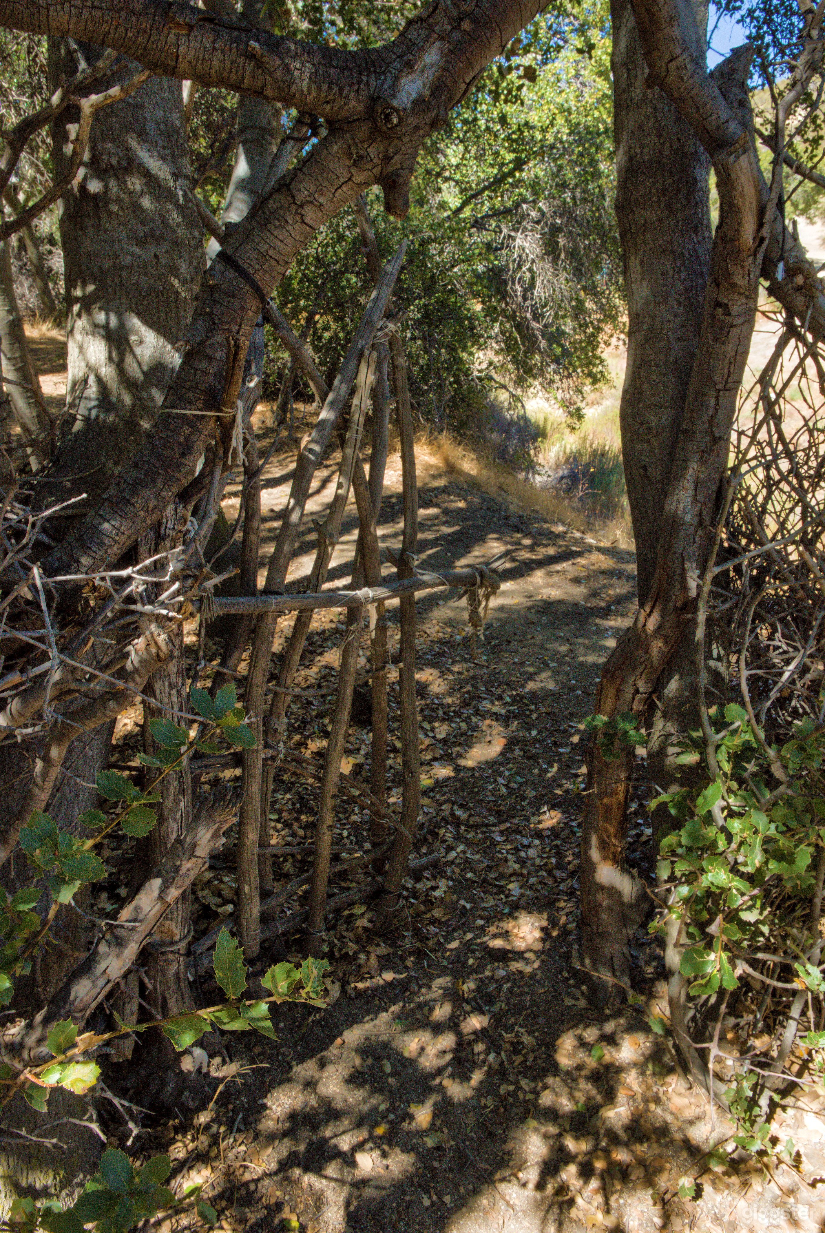 The Clearing – Ephemeral Forest Circle | Natural Set Photo 4