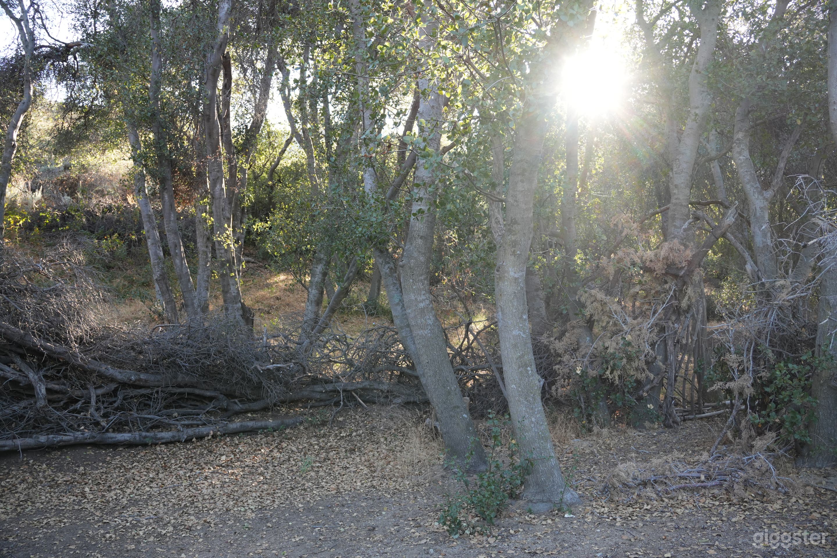 The Clearing – Ephemeral Forest Circle | Natural Set Photo 3