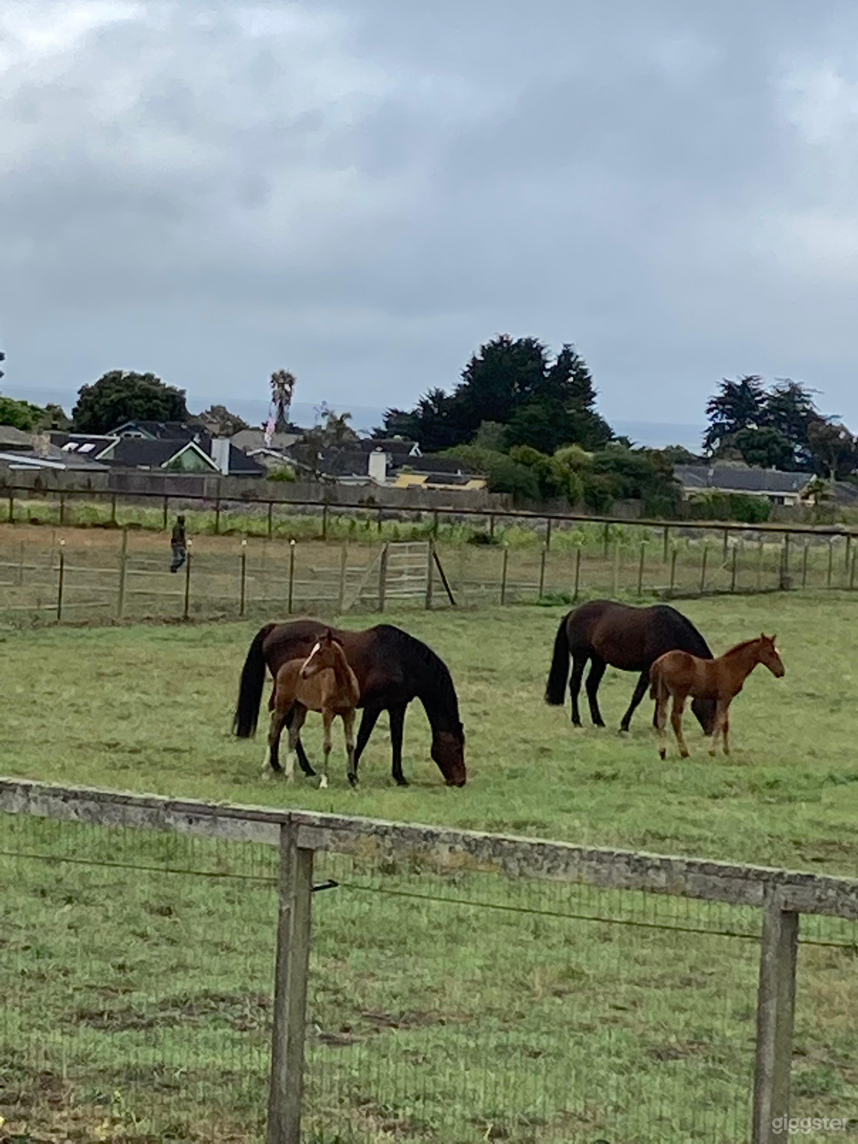 Large Commercial Farm in Half Moon Bay Photo 3
