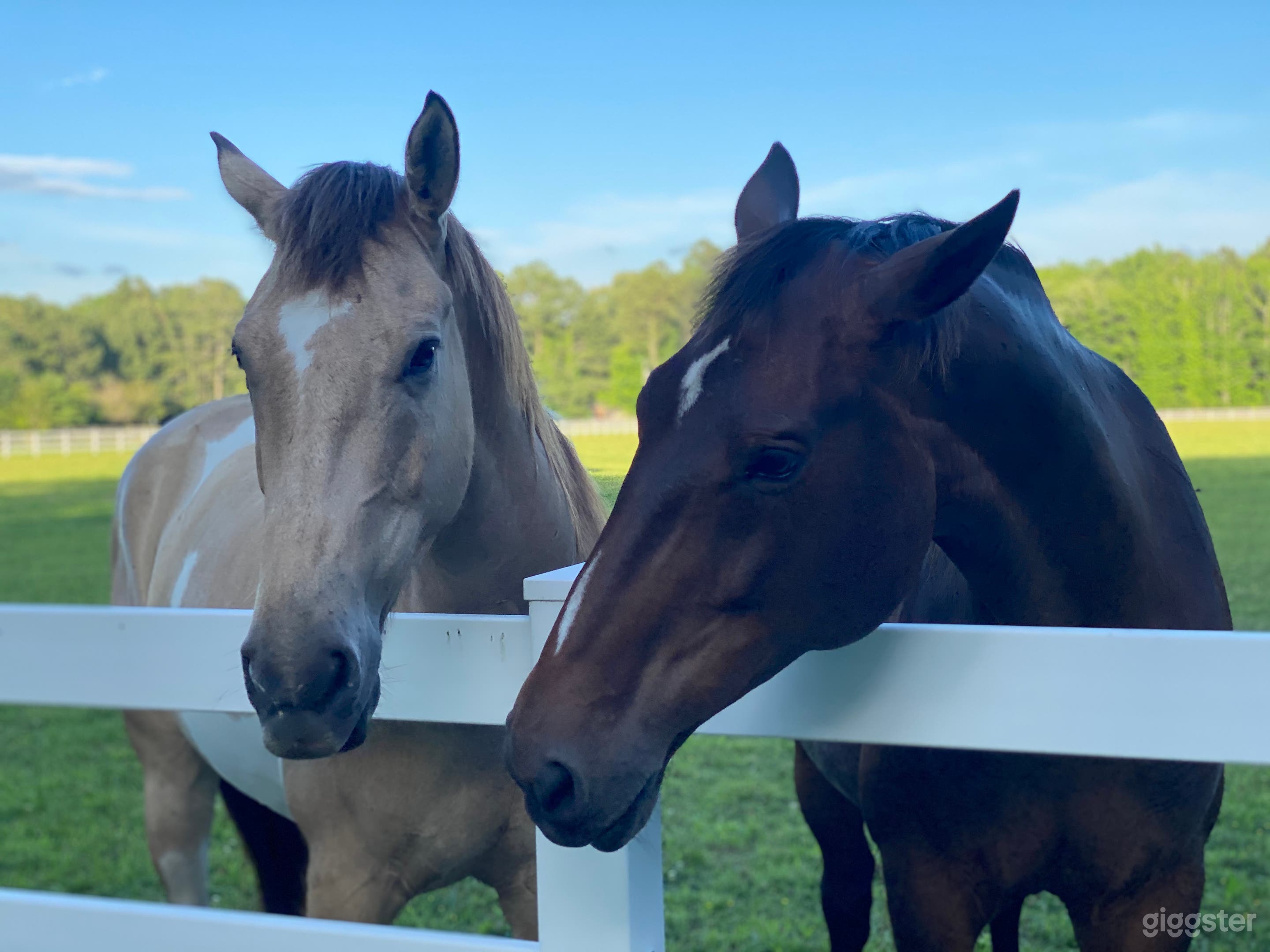 Buyout: Dream Ranch &amp; Farms (sanctuary for horses &amp; more)  Photo 3