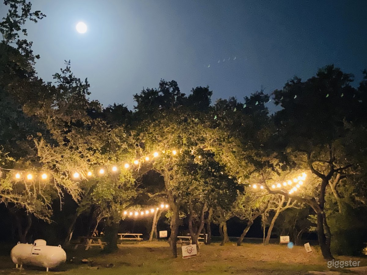 Live Oak tree grove in the evening. 