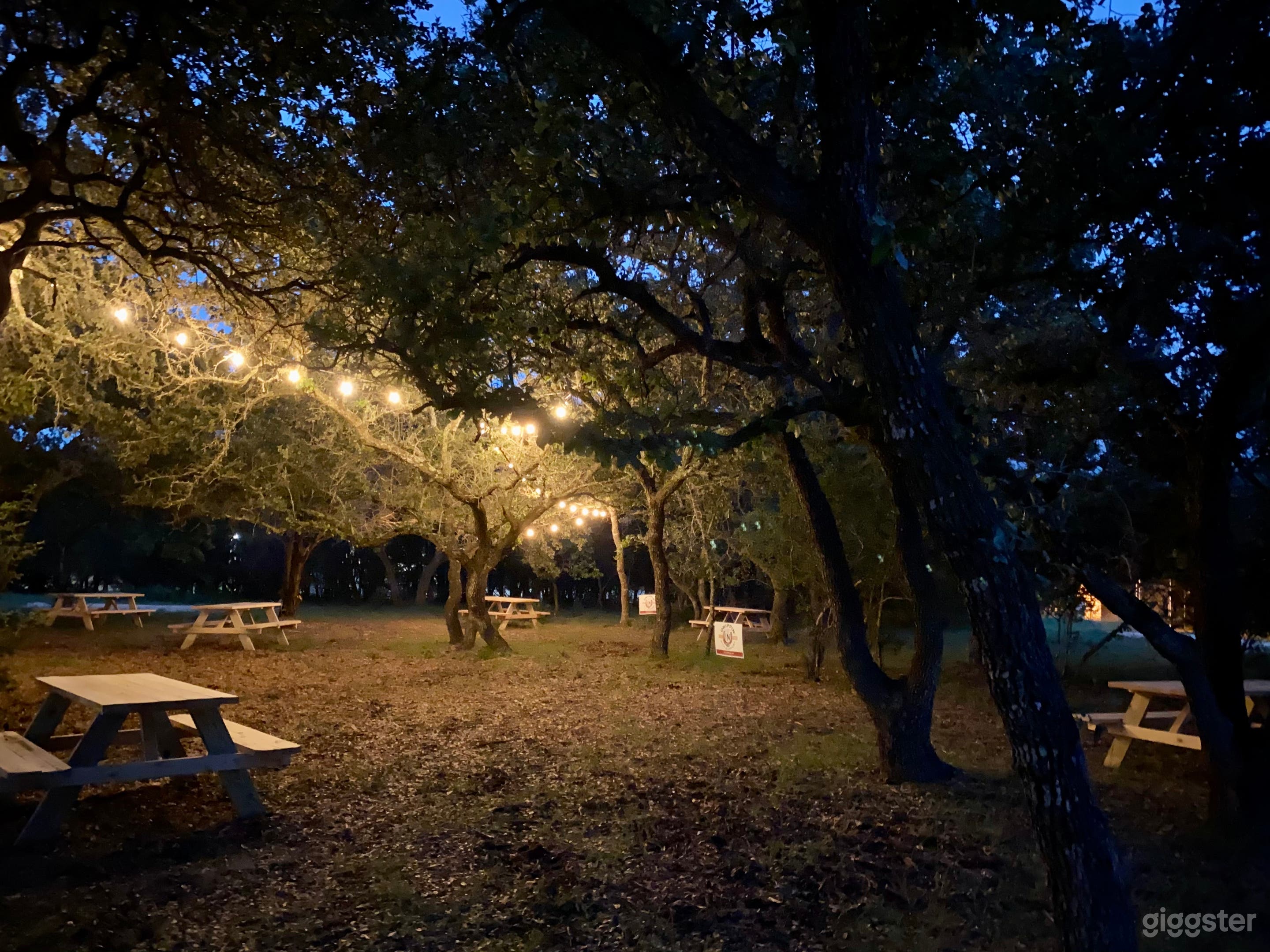 Live Oak tree grove w/ picnic tables in the evening.