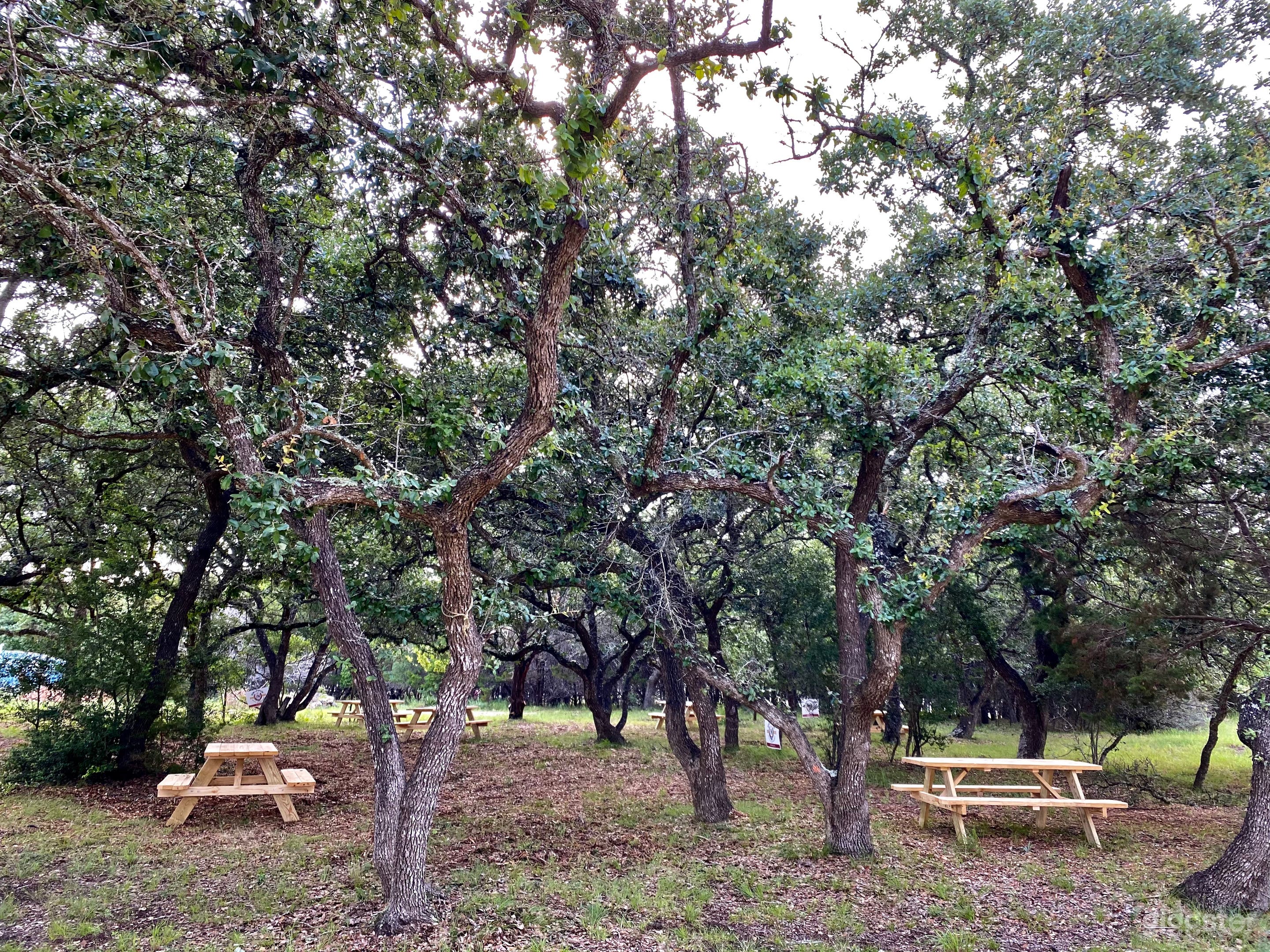 Live Oak tree grove in the daylight. 