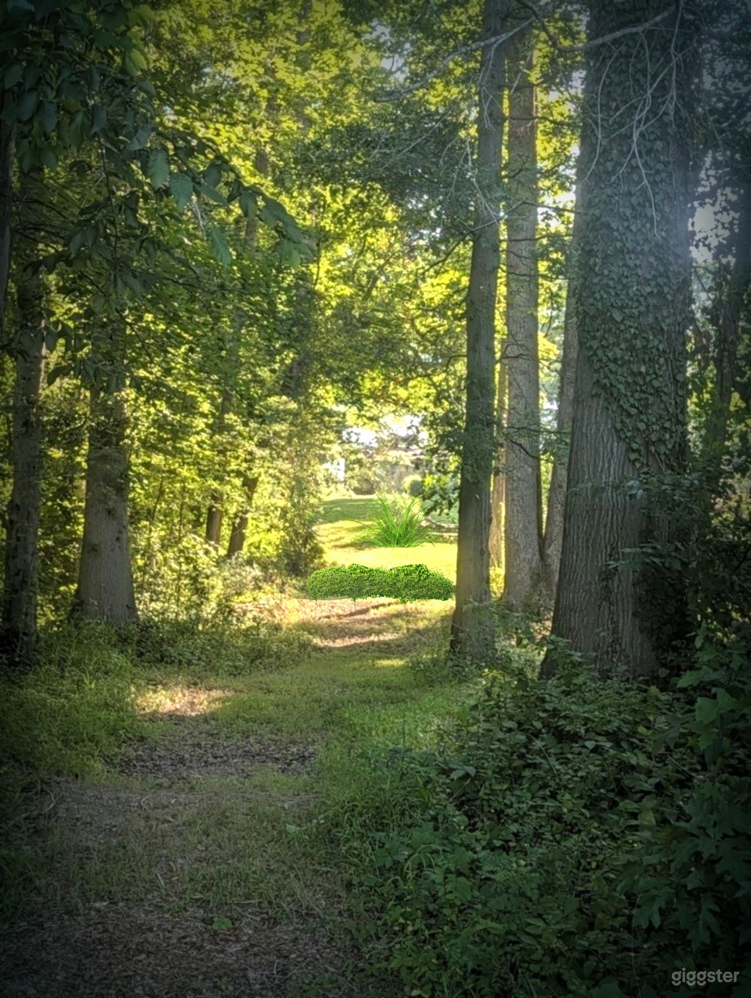 Sunlit path through the woods