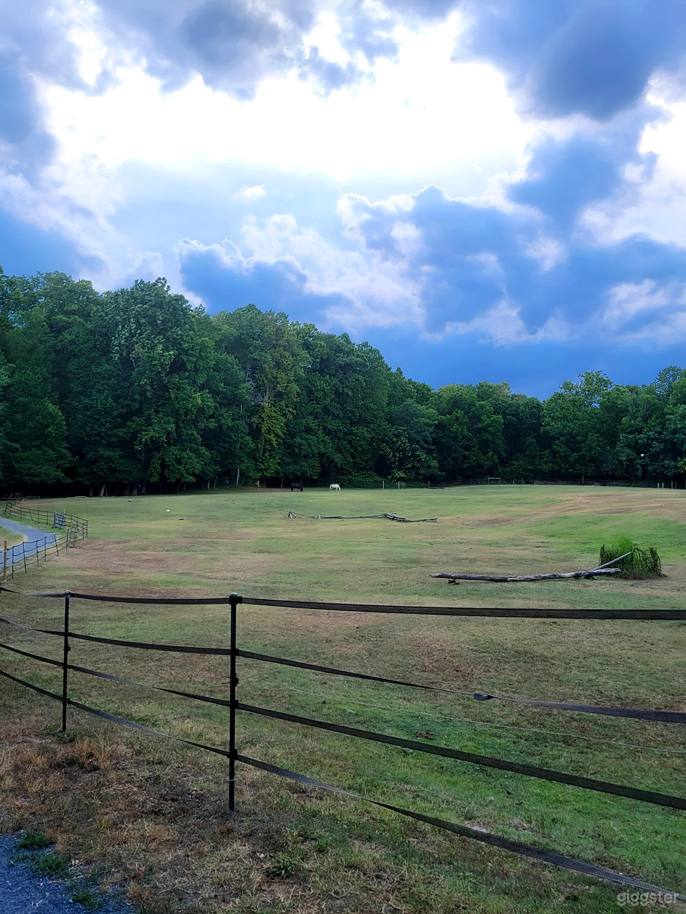 Horse pasture and woodline