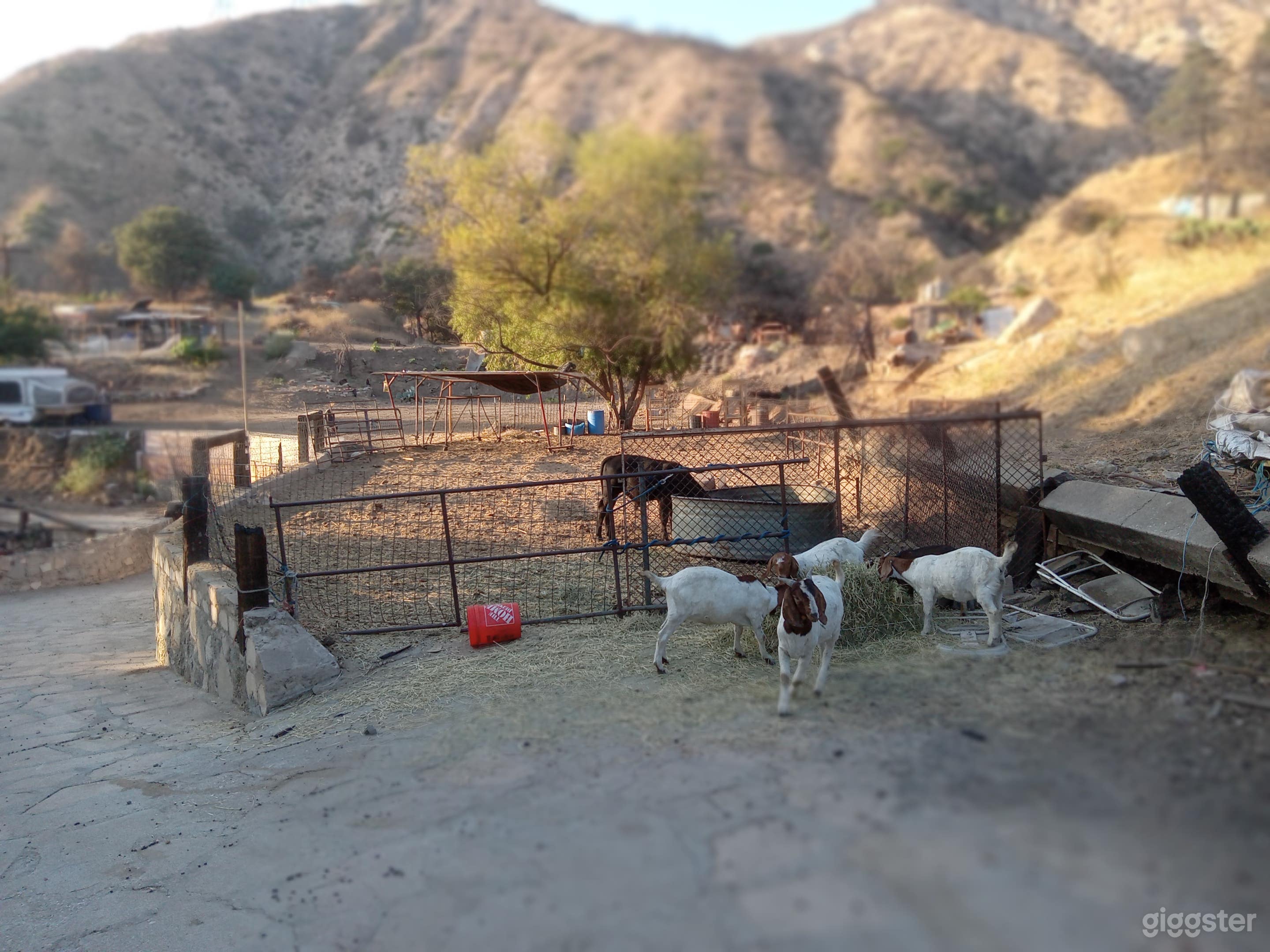 Cows &amp; Goats Pen