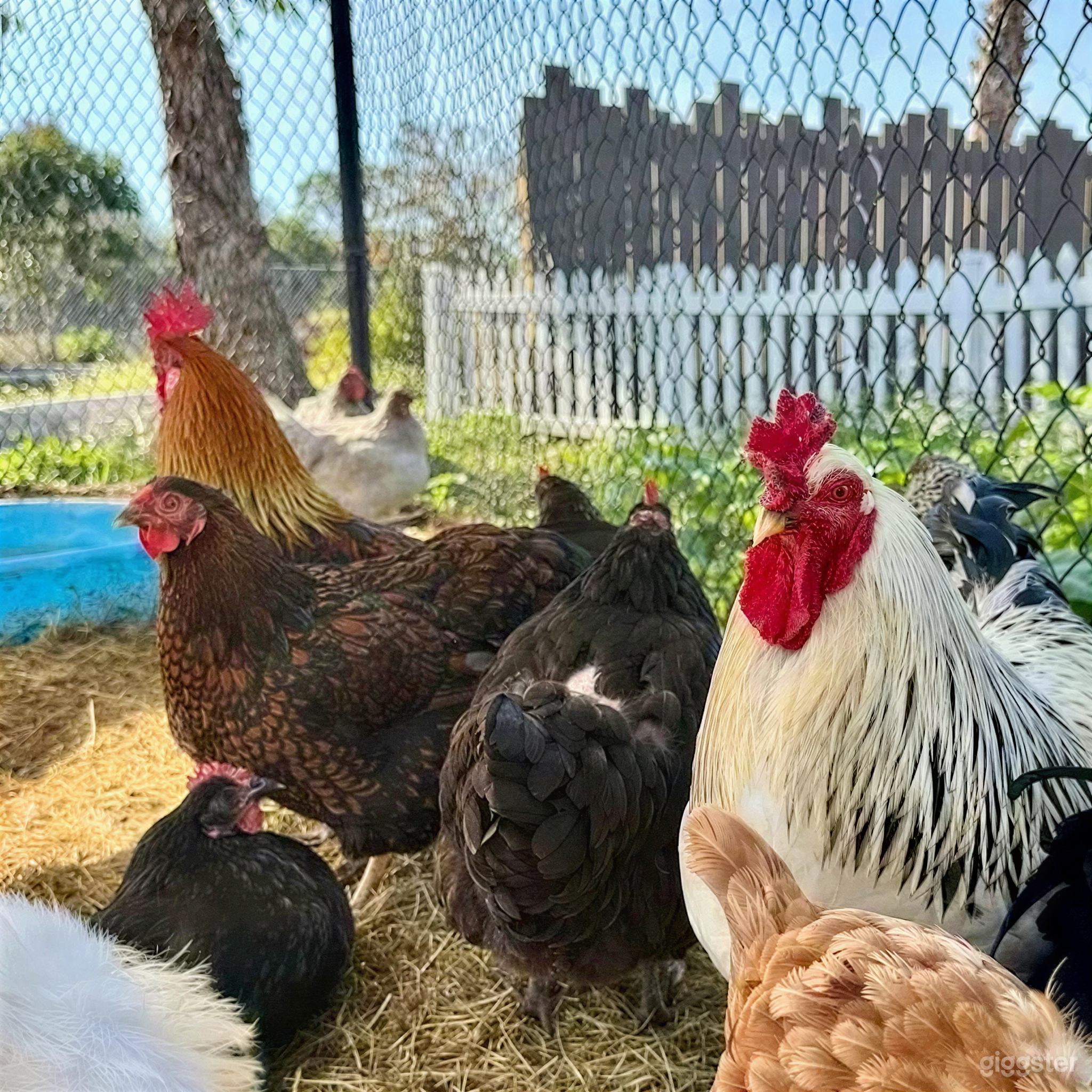 Country-Themed Venue with Large Patio & Farm Animals Photo 3