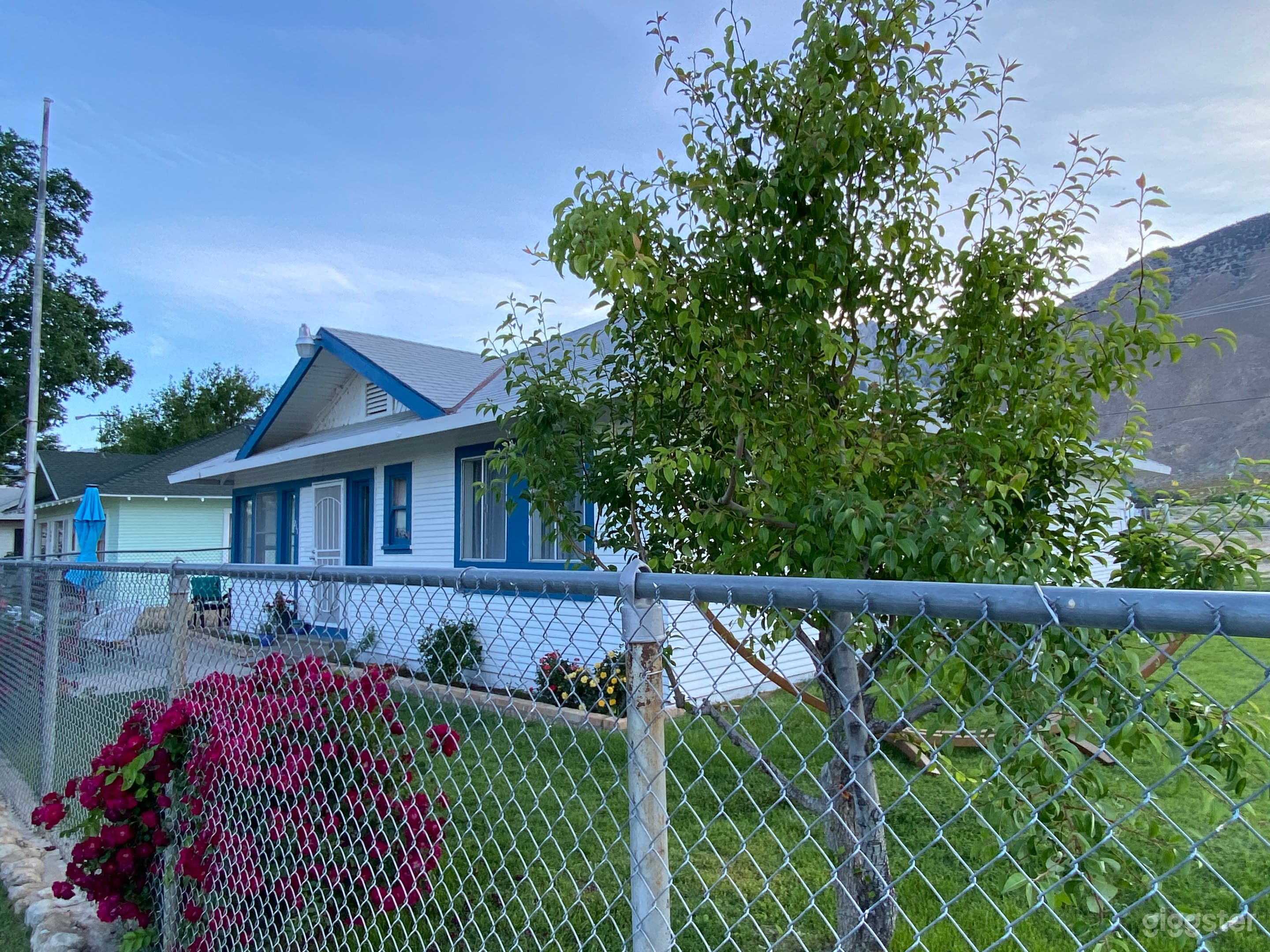 front yard when roses are in bloom