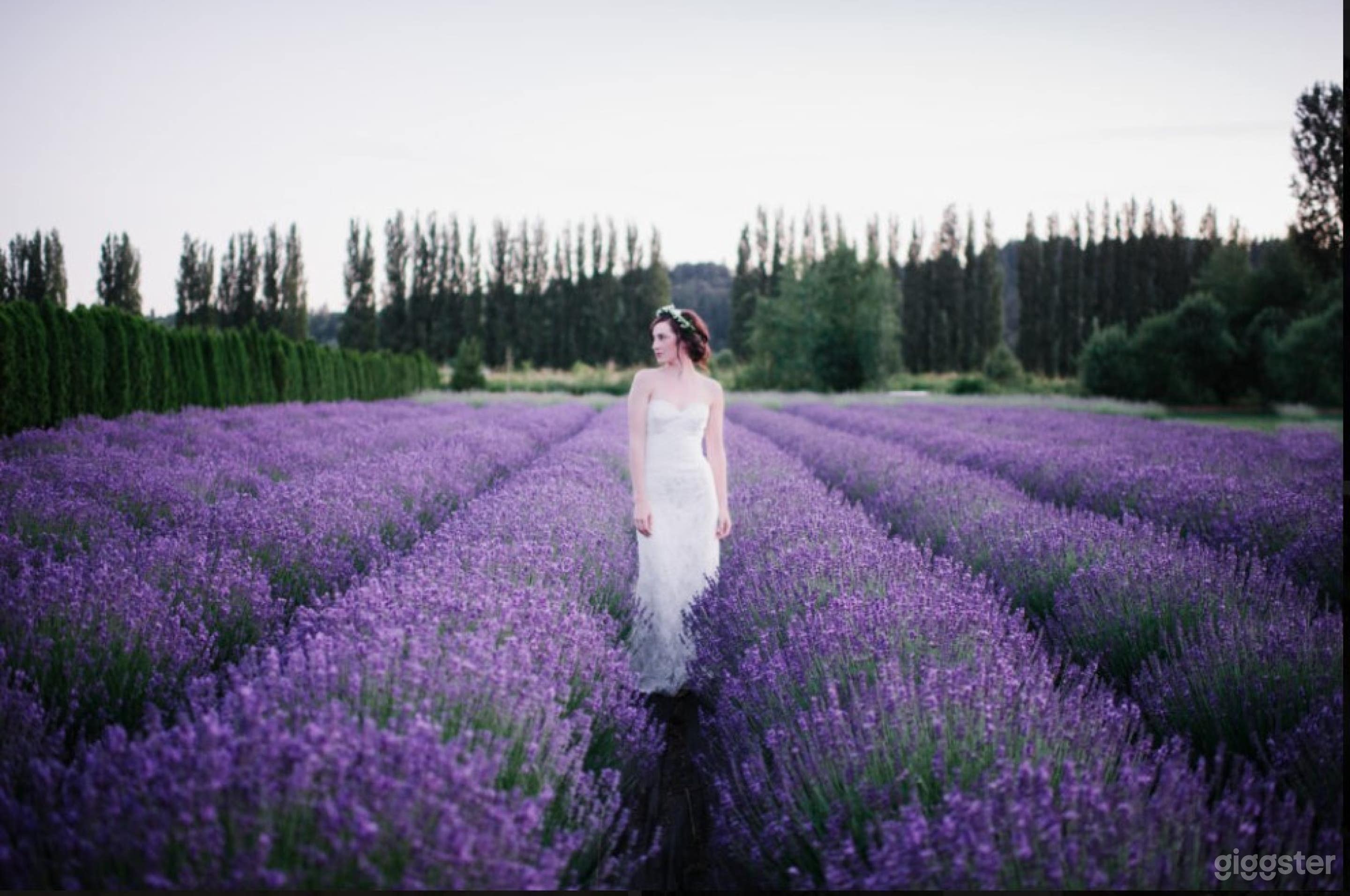 Lavender Farm And Garden In Redmond Photo 1