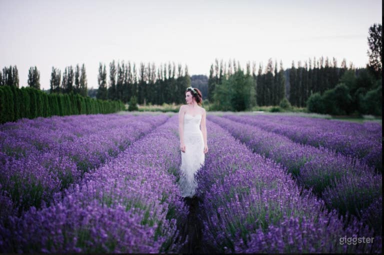  Lavender Farm And Garden In Redmond 