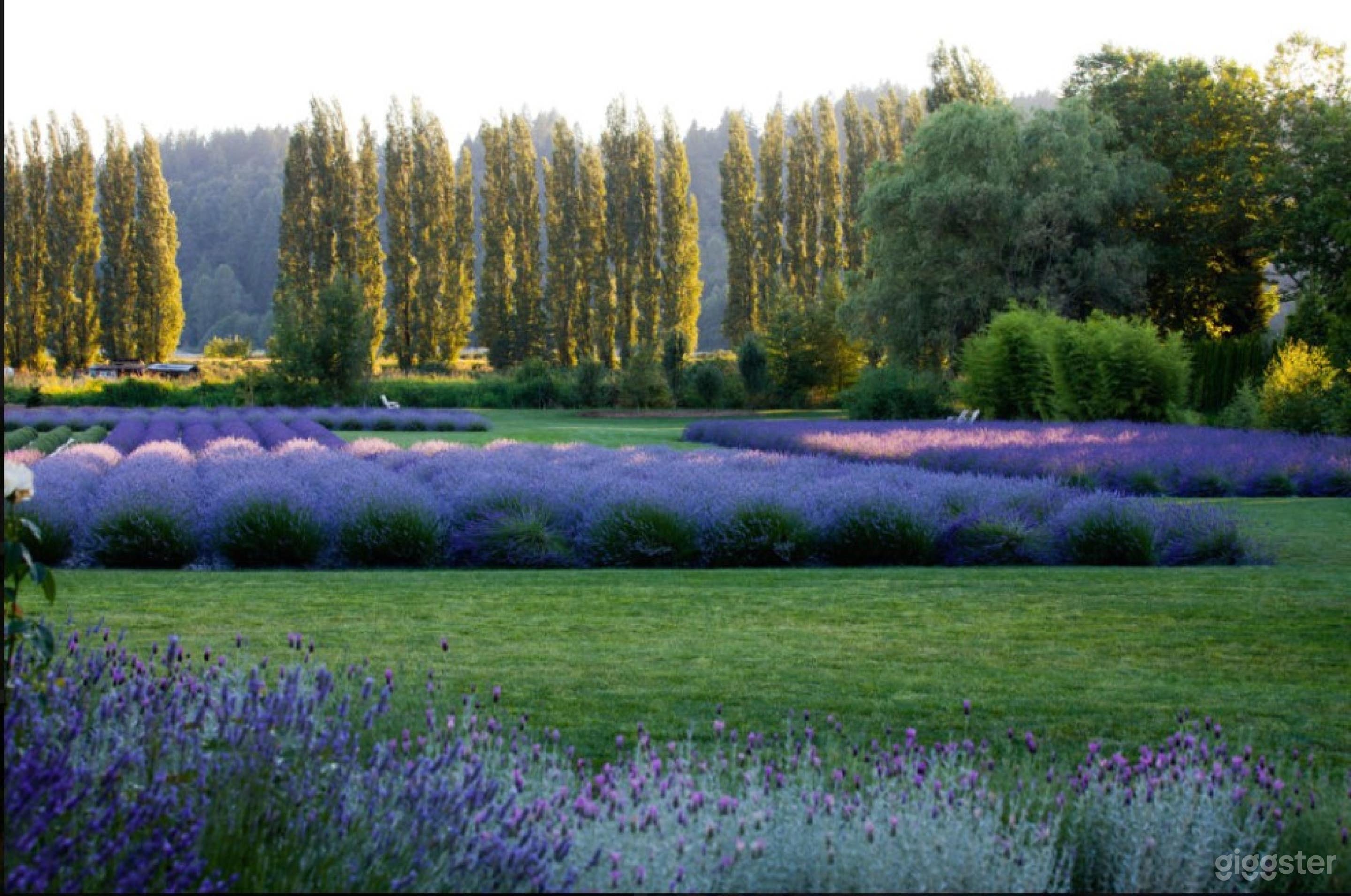 Lavender Farm And Garden In Redmond Photo 3