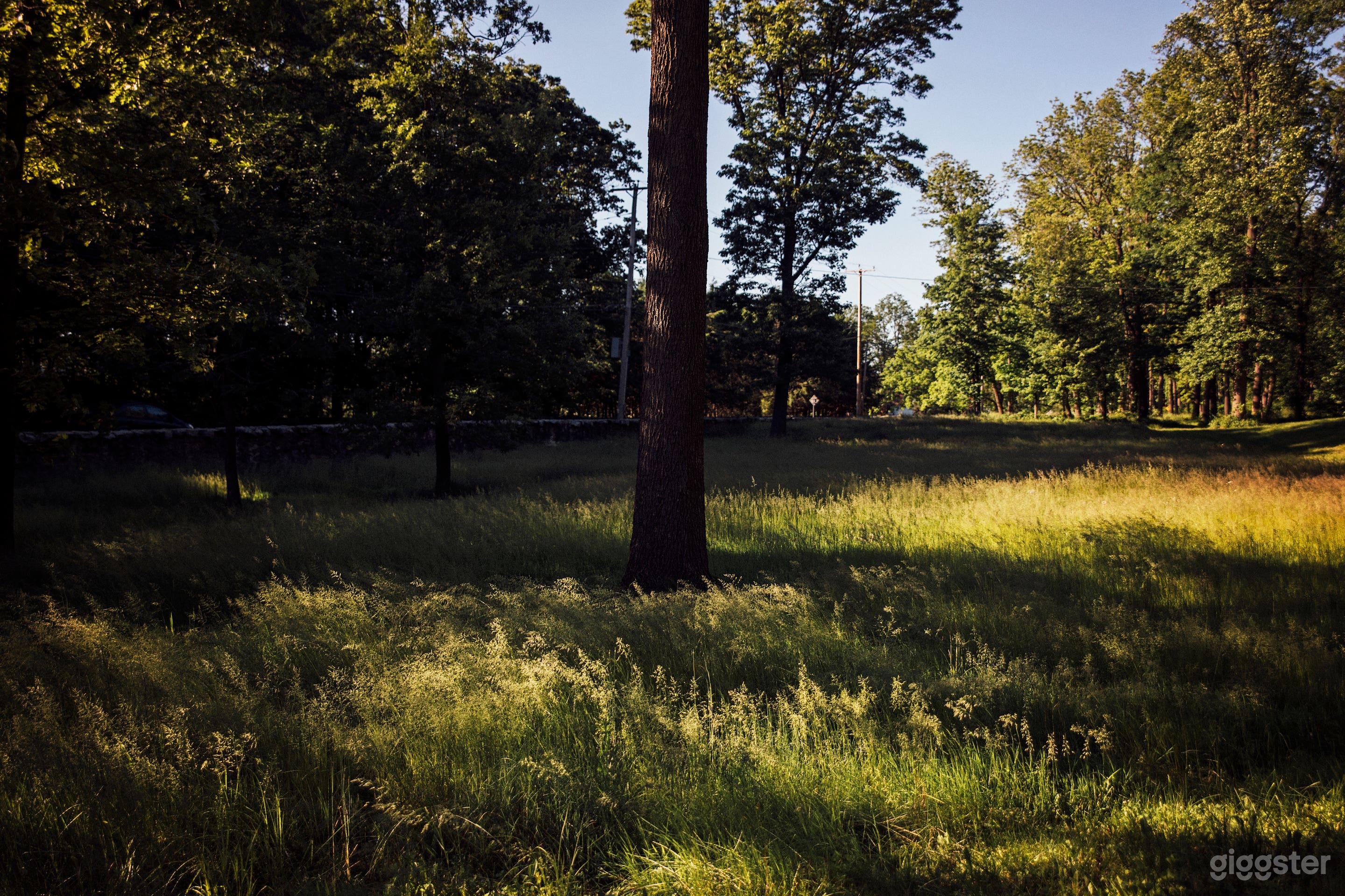 The tall grasses in the front yard of the property