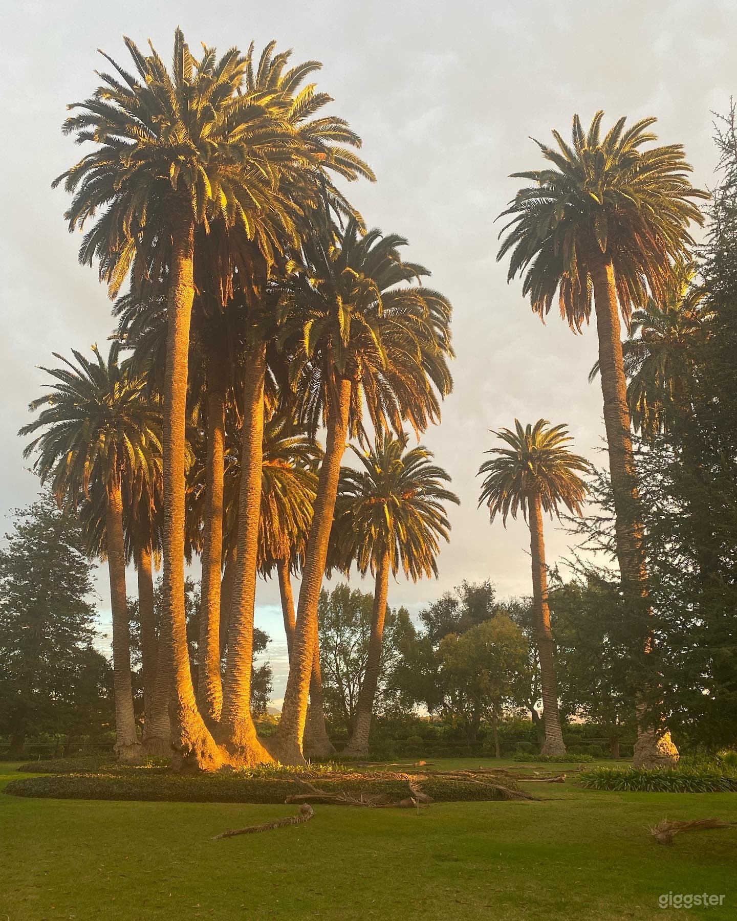 Canary island date palms