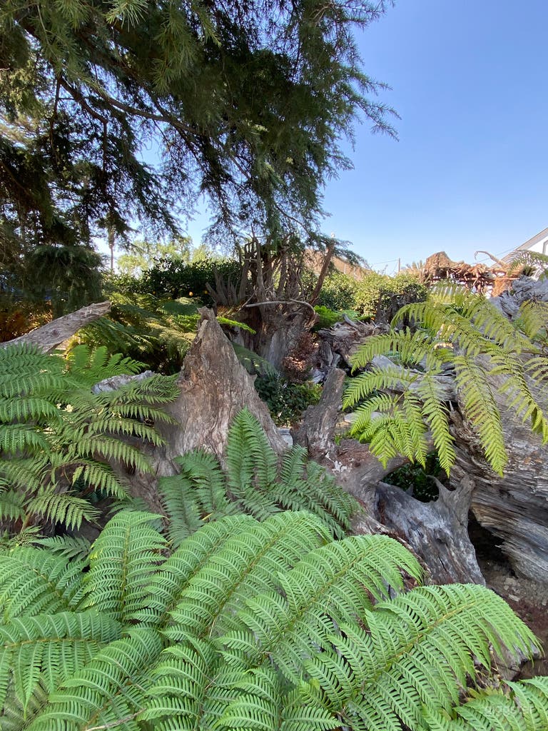  Ferns in Stumpery garden 