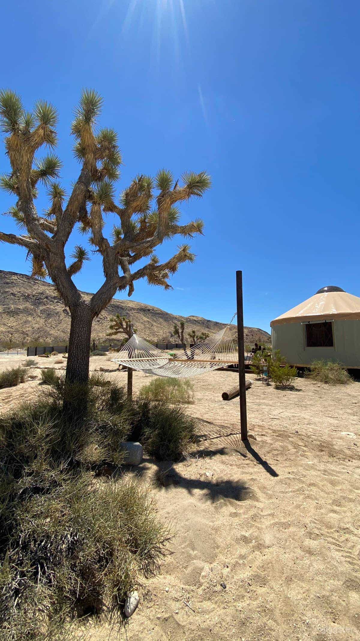 Meditative 20’ Yurt in Yuca Valley Photo 4