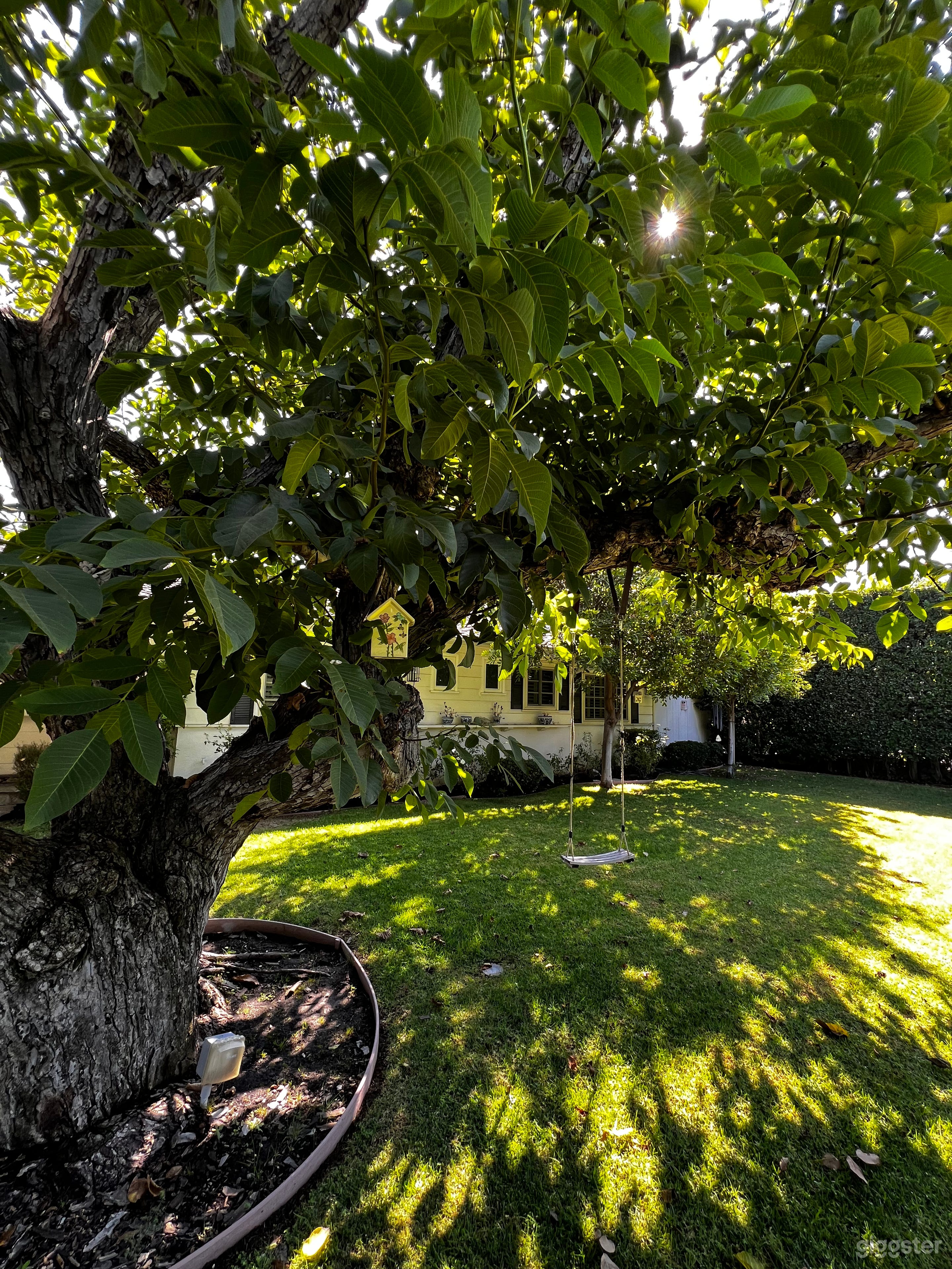 Tree Swing - Front Yard