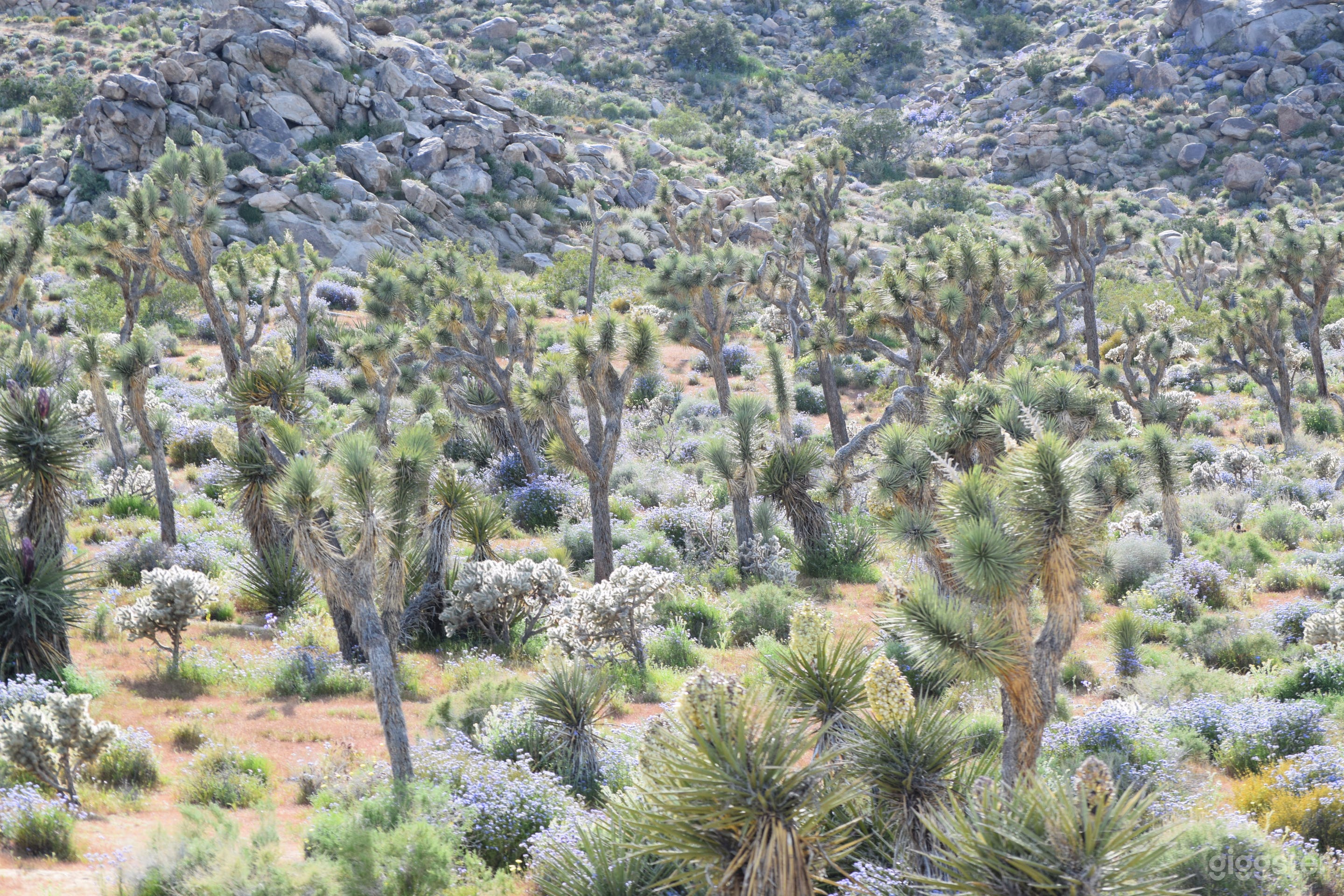 Far south side of the property - full of amazing Joshua Trees and other flora. No "civilization" in view.
