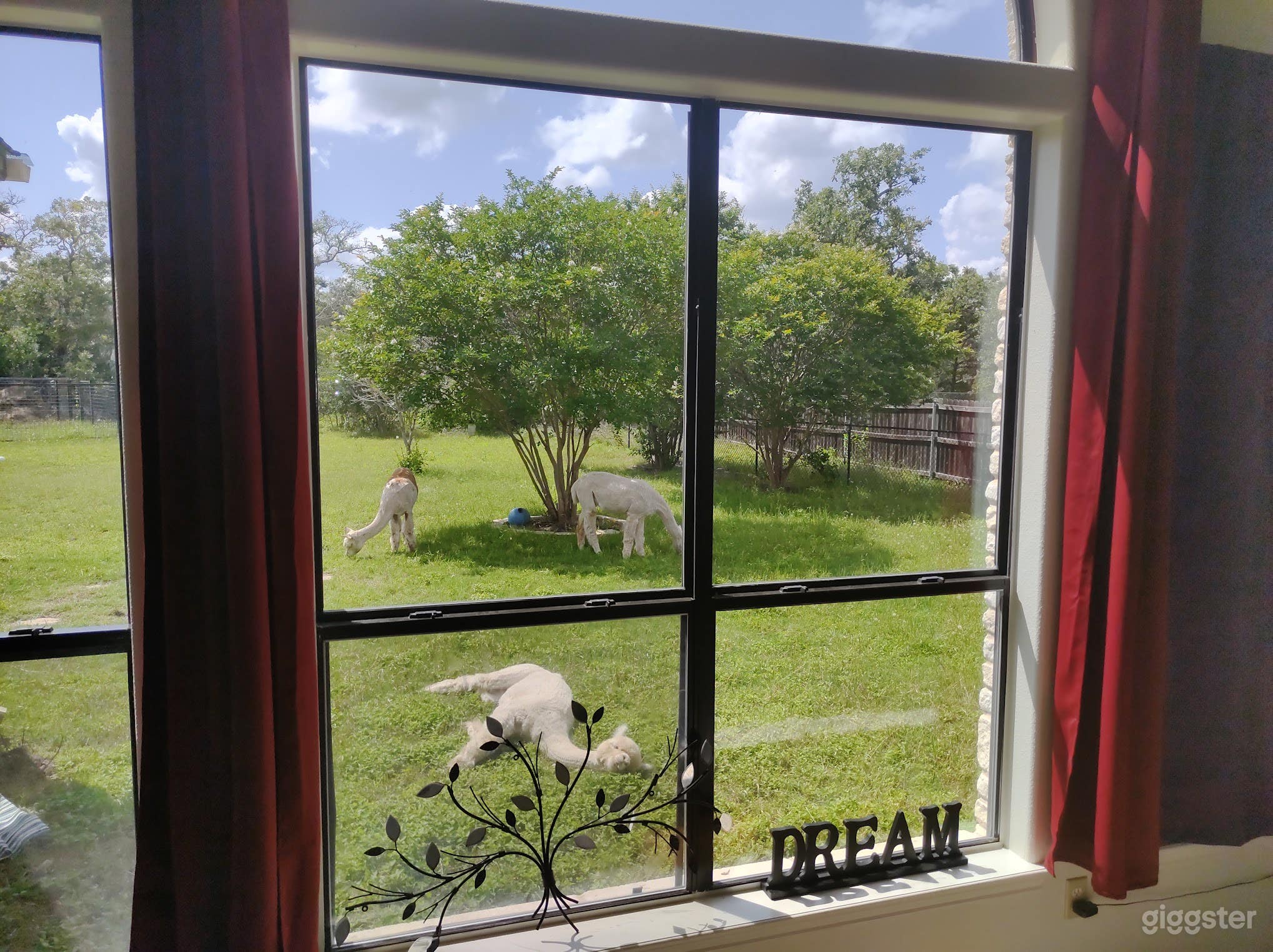 Vibey Farmhouse with Adorable Alpaca Photo 4