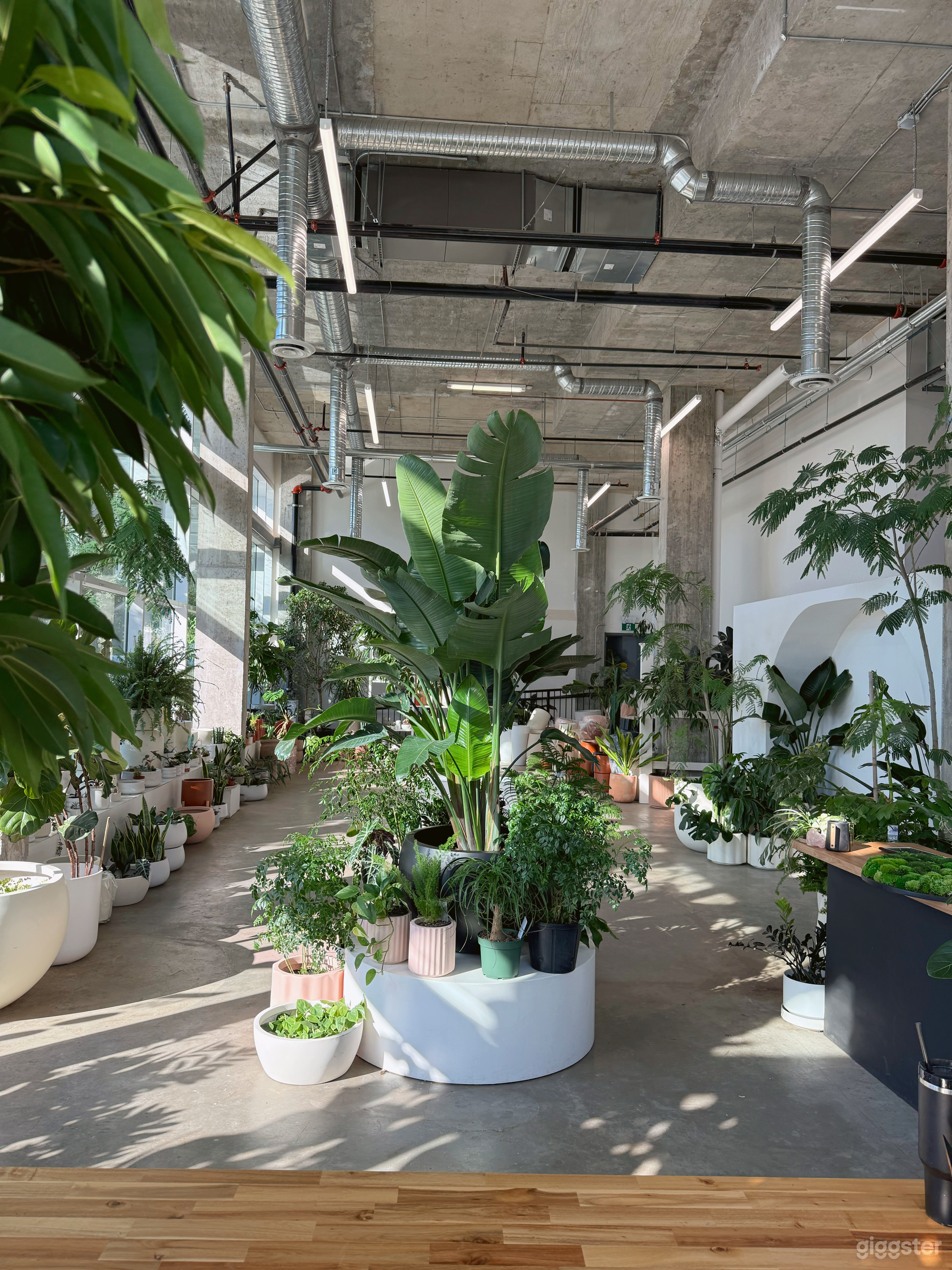 Very bright and spacious loft feel indoors. South / west windows 30ft tall