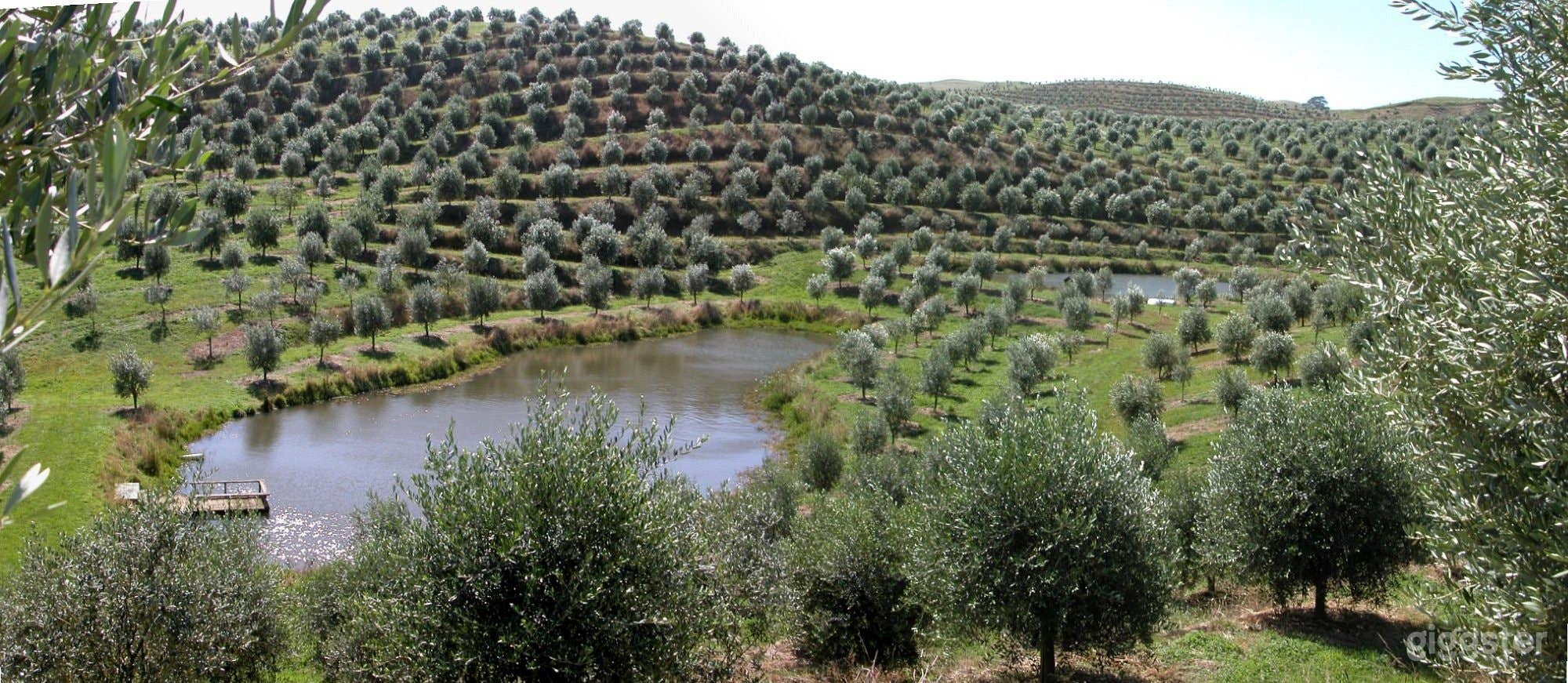Olive Grove &amp; Pond