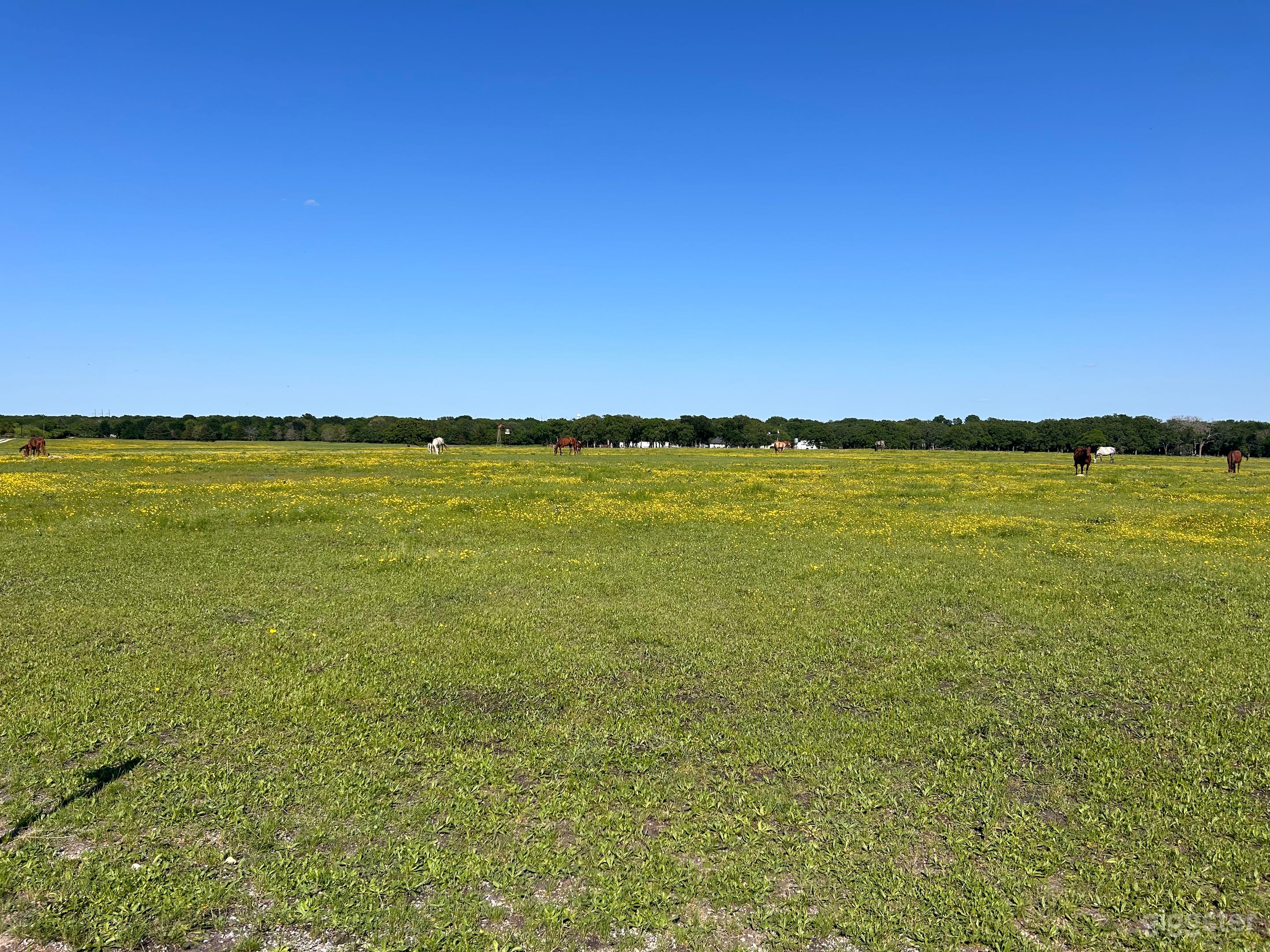 Horse Ranch with oak trees and ponds Photo 1