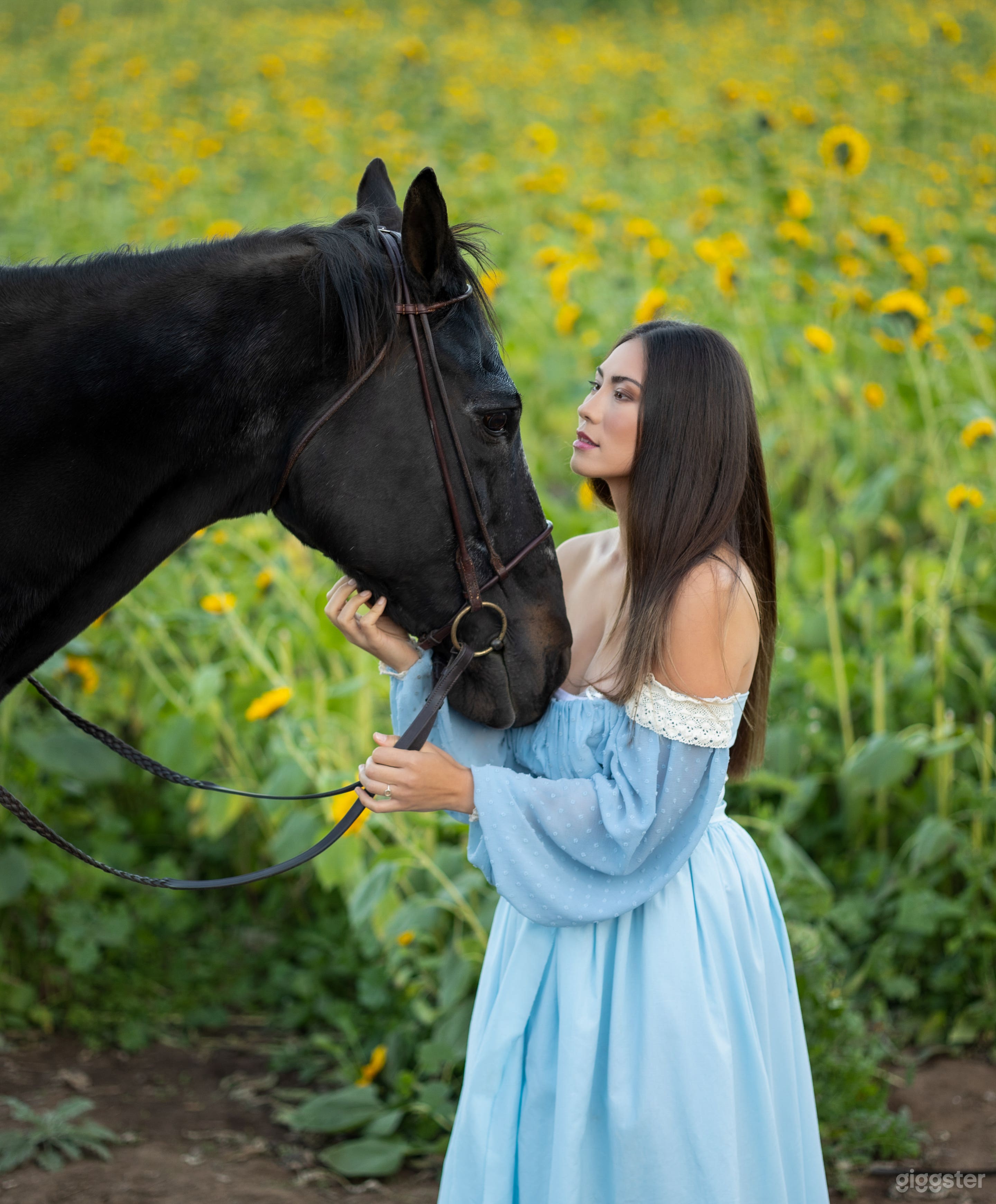 Fairytale forest and sunflower fields Photo 4
