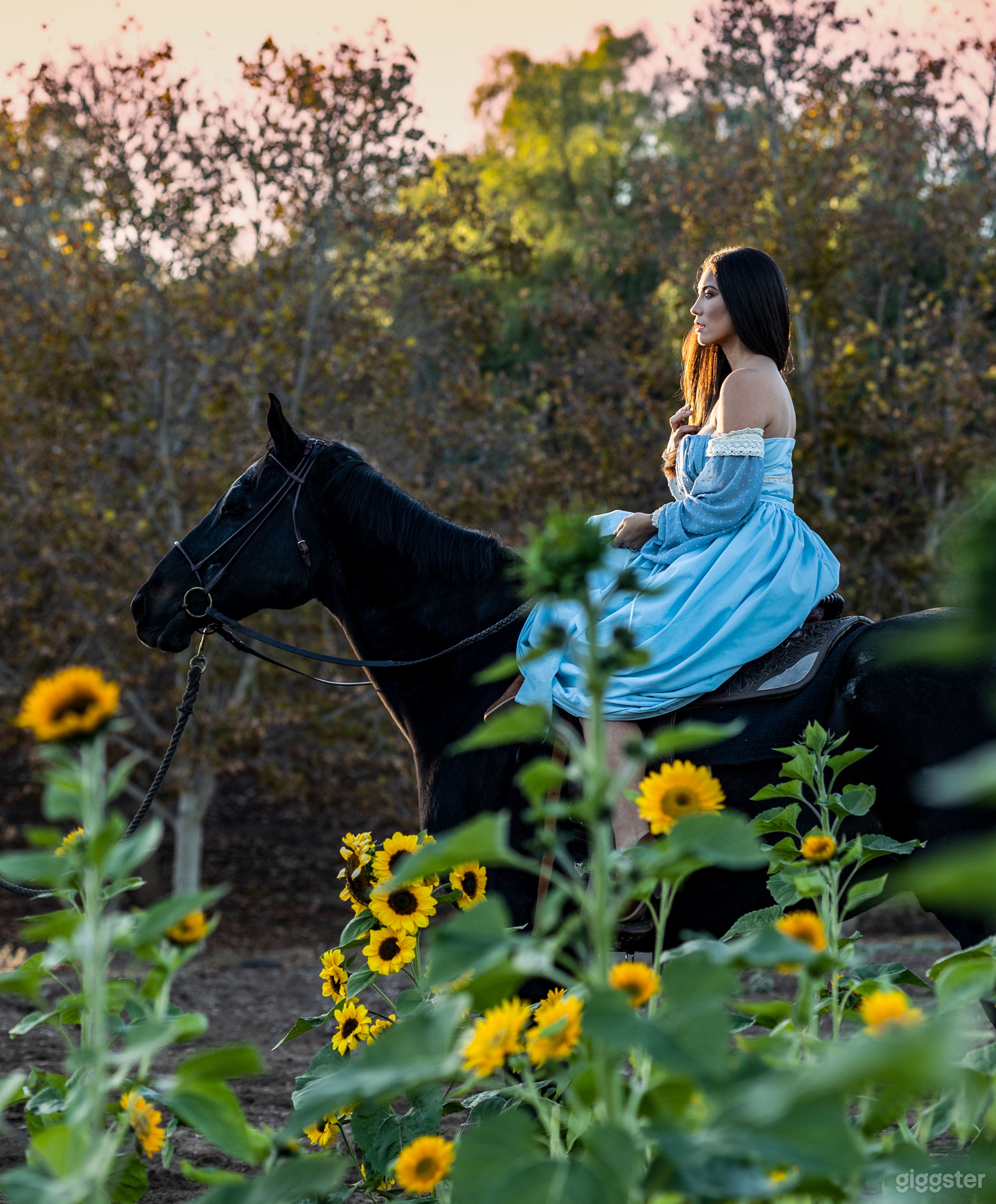 Fairytale forest and sunflower fields Photo 3