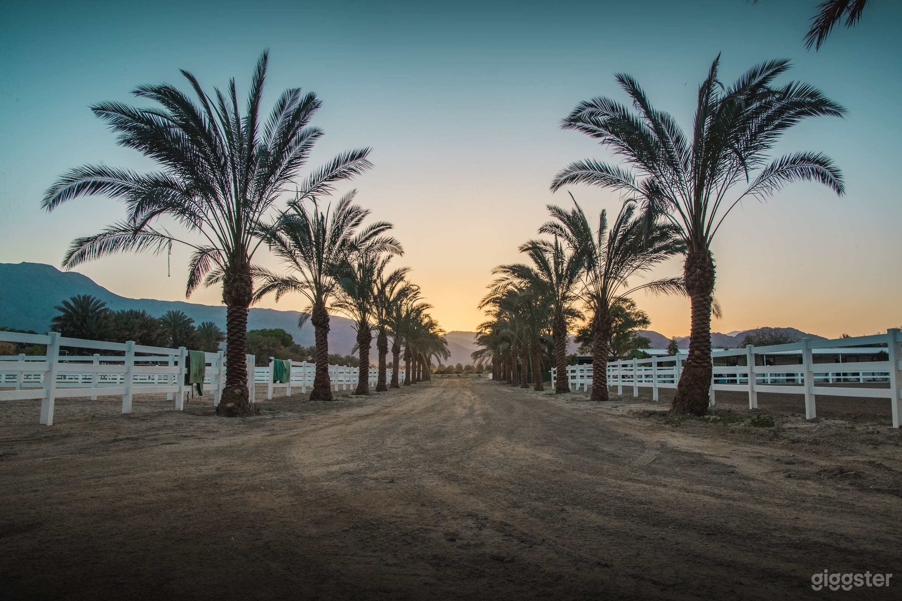 Polo Equestrian  Photo 4