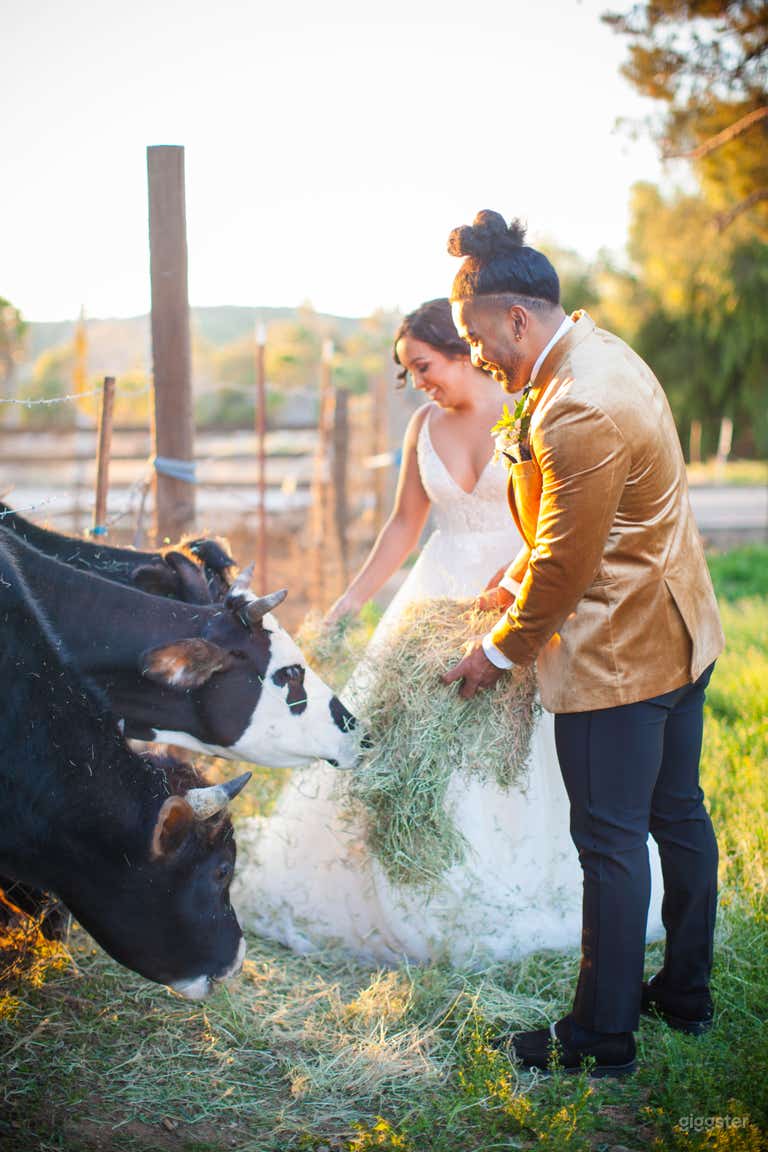  Magazine de mariée_modèle avec des animaux 