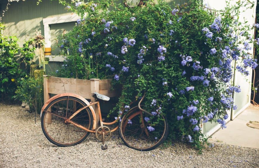 Beautiful Secret Garden in Pasadena Photo 4