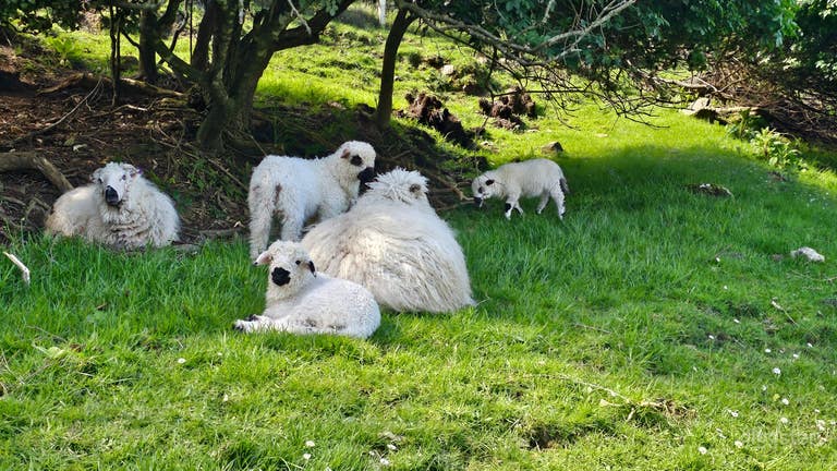  10 Acre Farm Property 