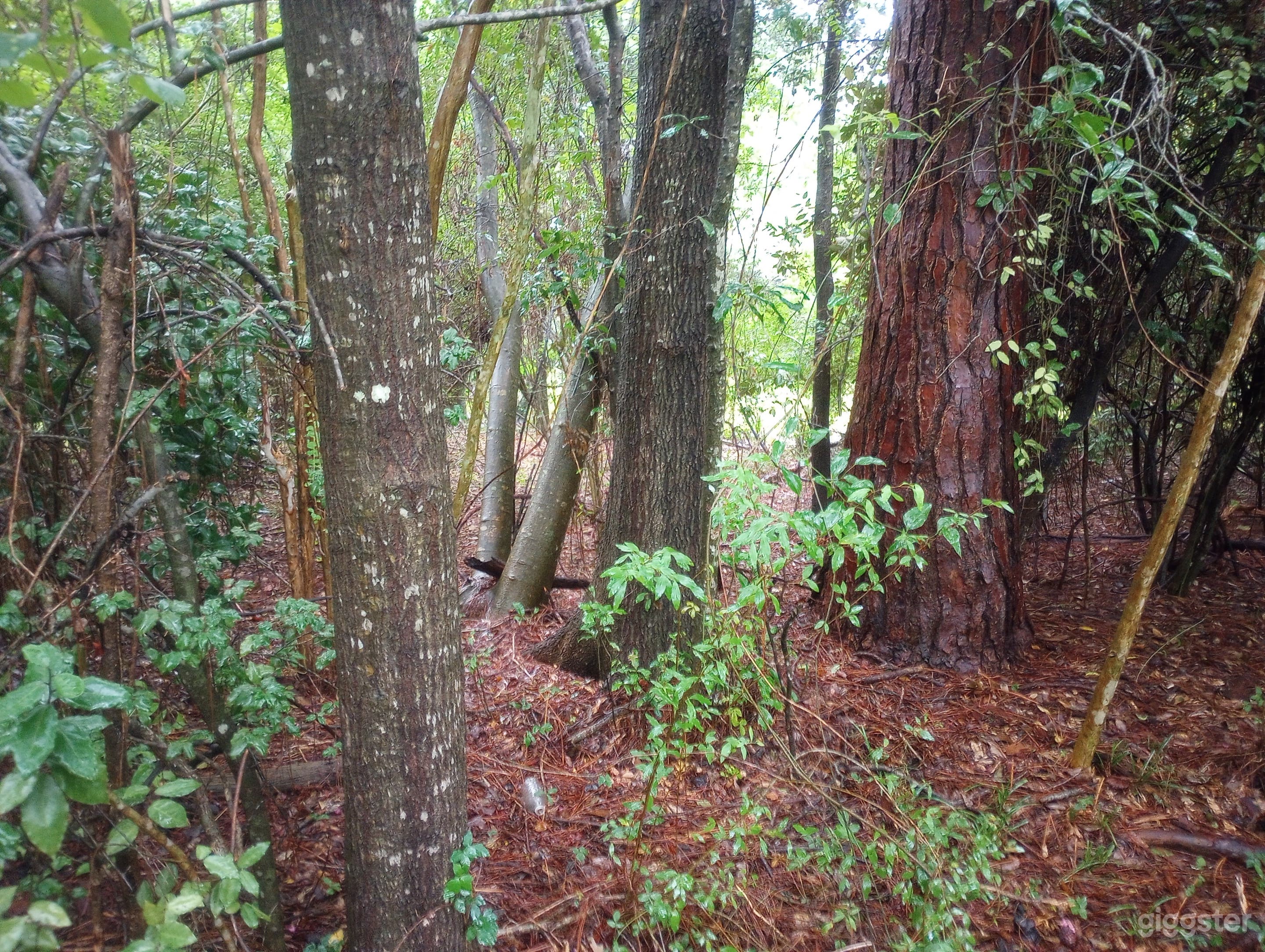 Abandoned and gutted ranch style house in North Florida Photo 3