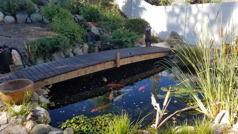  Estanque de koi 