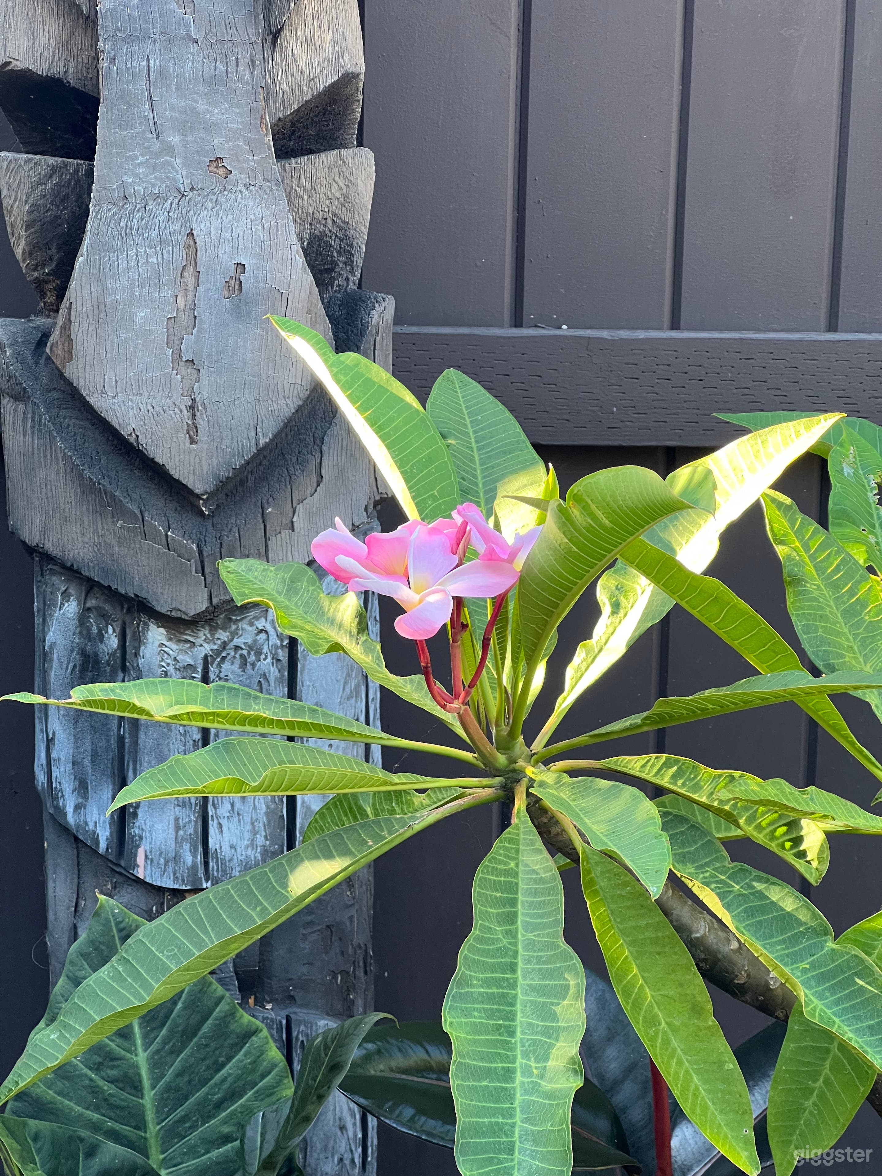 Tiki Bar &amp; Modern Pool Photo 2