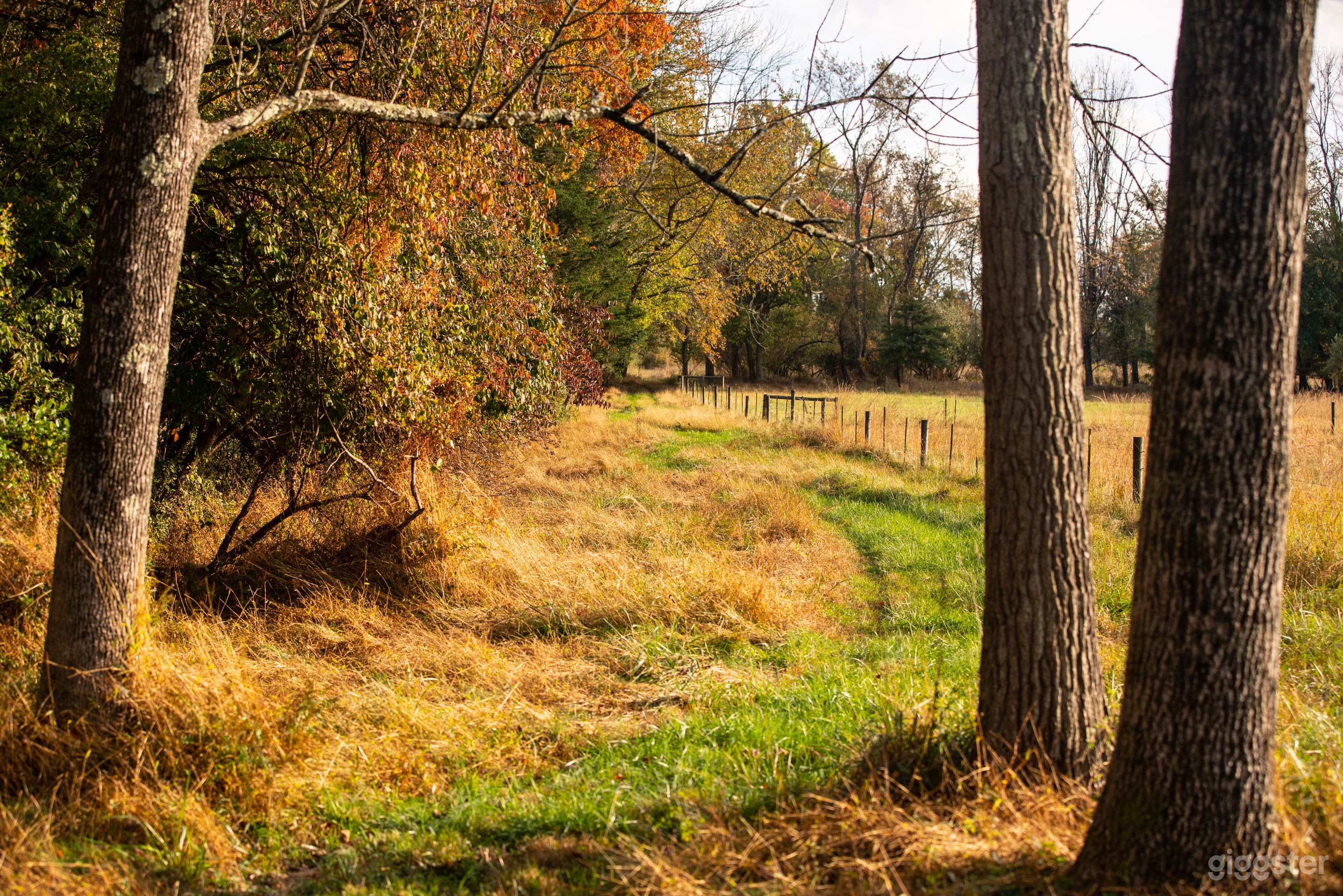 28 Acre Alpaca Farm, 2 Houses, Trees &amp; Open Fields Photo 1
