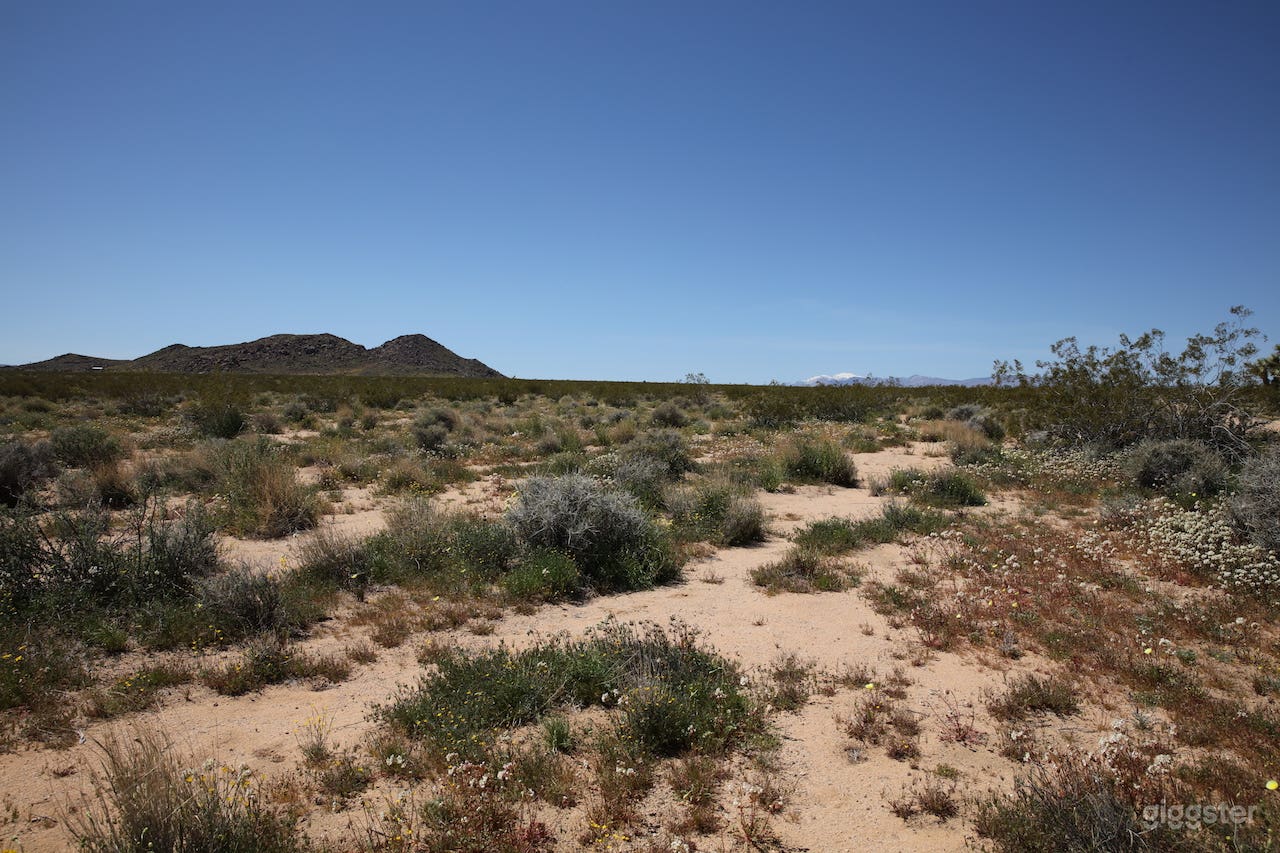 Open Desert Landscape in Joshua Tree CA Photo 3