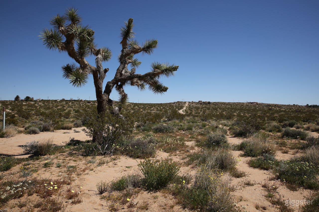One of the Joshua trees on the property