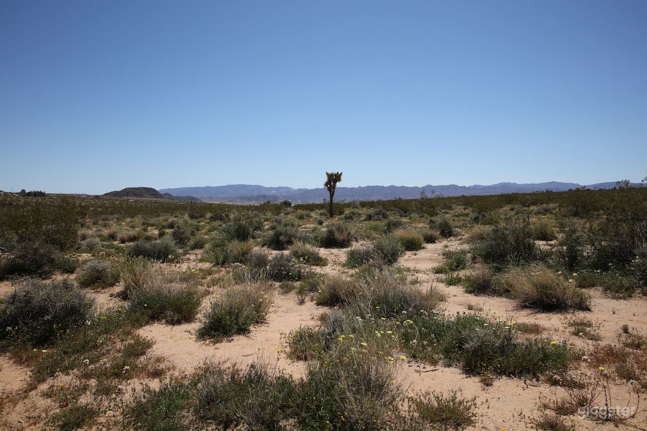 Open Desert Landscape in Joshua Tree CA Photo 4