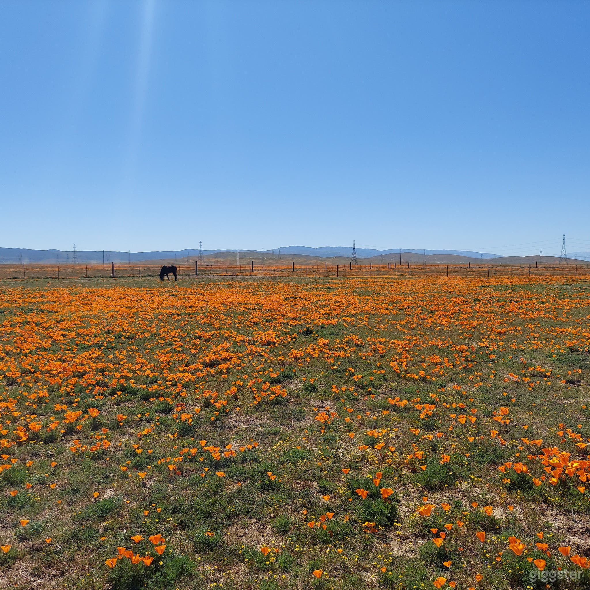 5 acre ranch currently surrounded by green pastures!! Video Photo 2