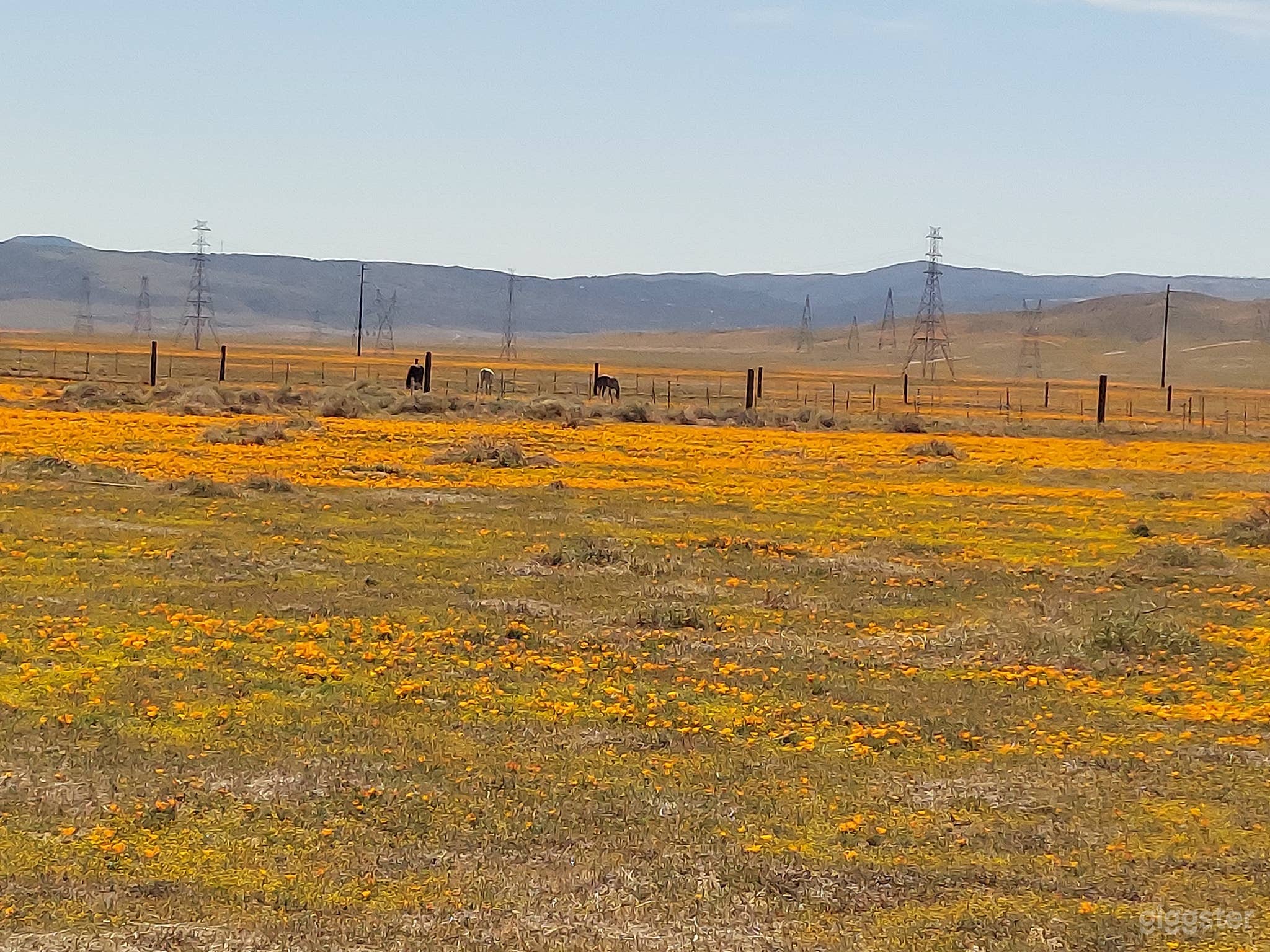 Poppy season is coming, get your bookings in soon! Lots of b Photo 3