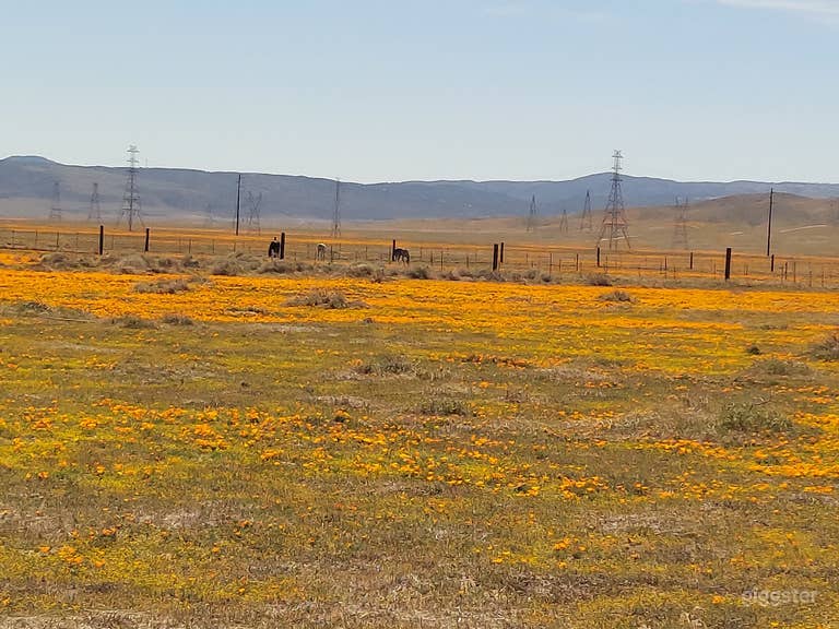  Poppy season is coming, get your bookings in soon! Lots of b 