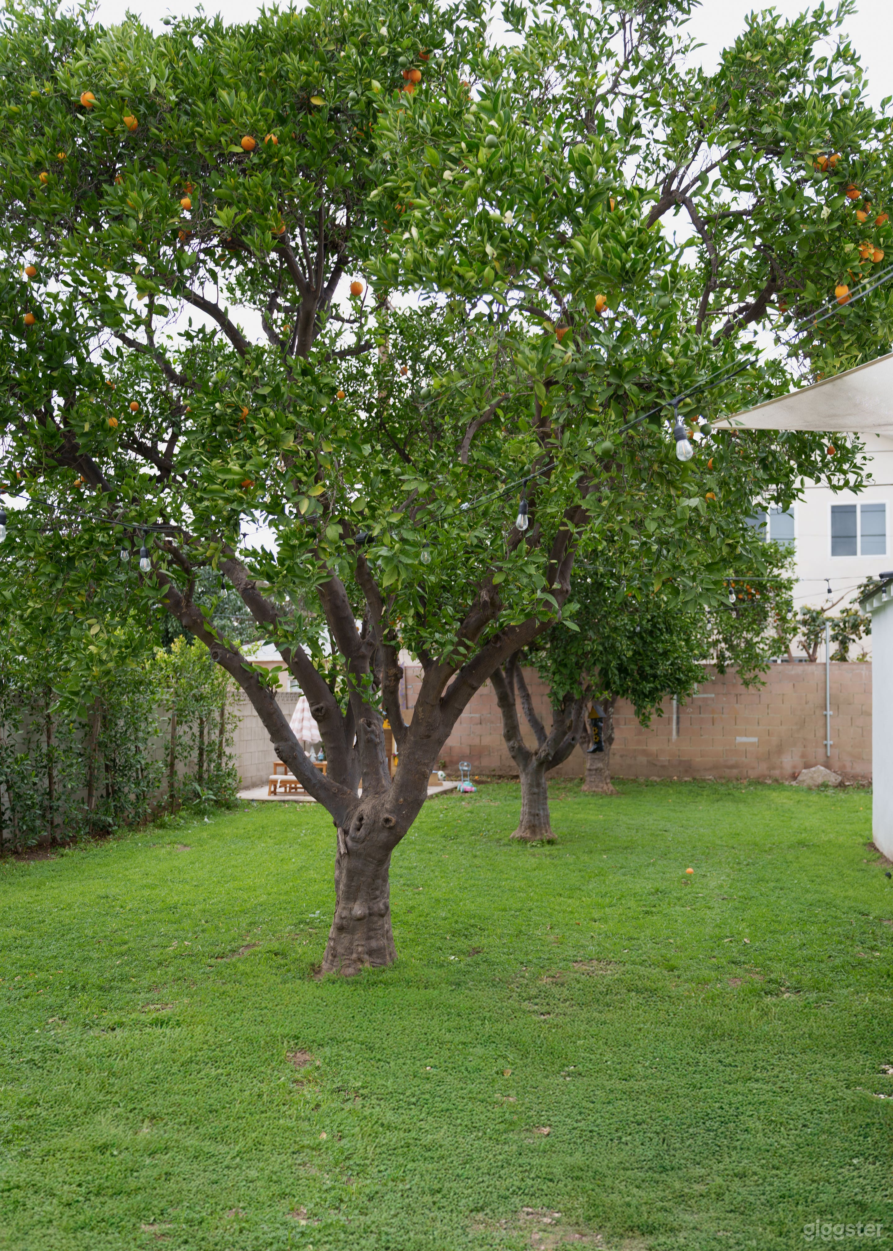 Charming 1920s SoCal Cottage with Orange Grove Photo 3