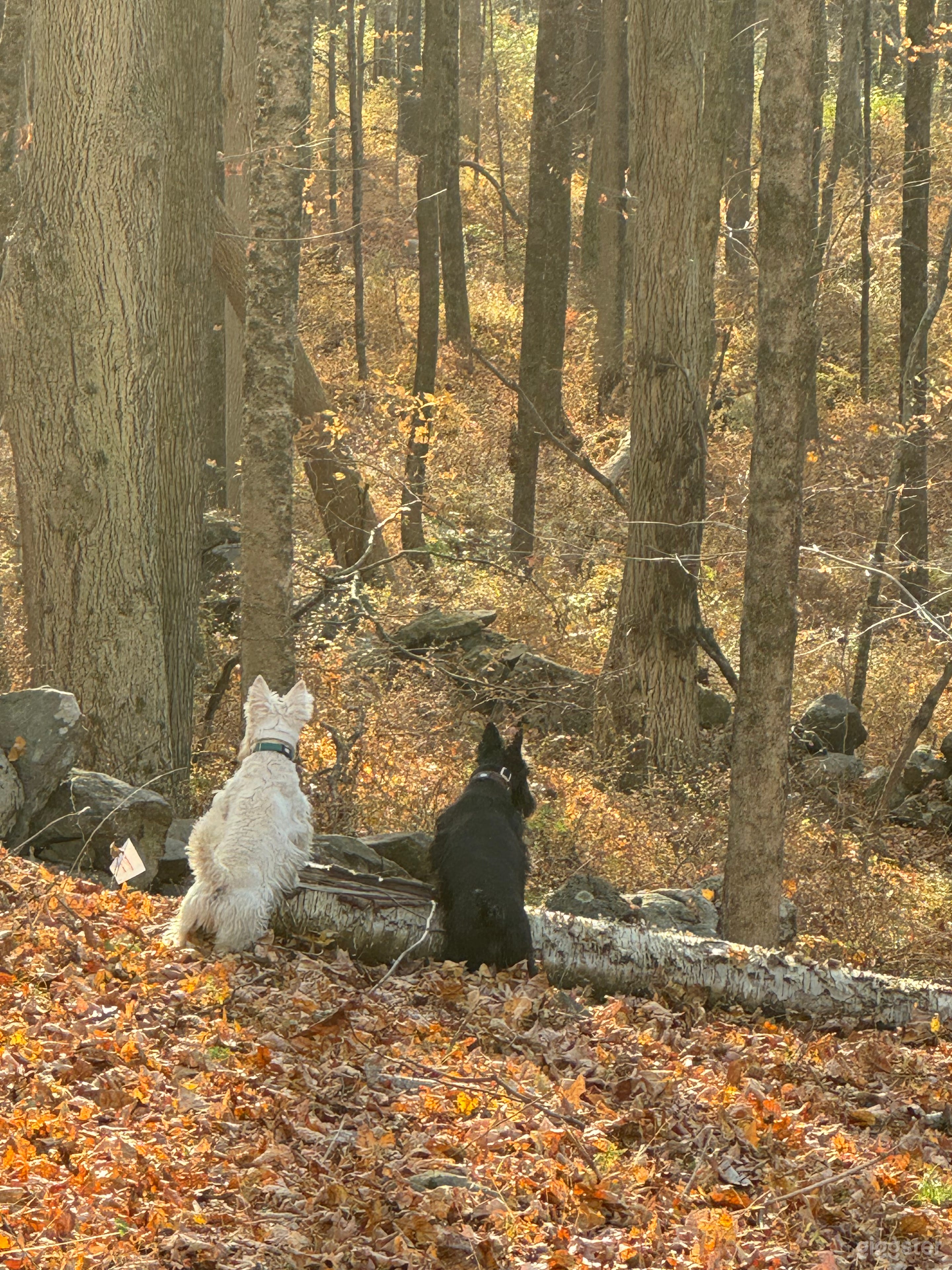Wooded walking/bridle trails in Equestrian Estate Photo 3