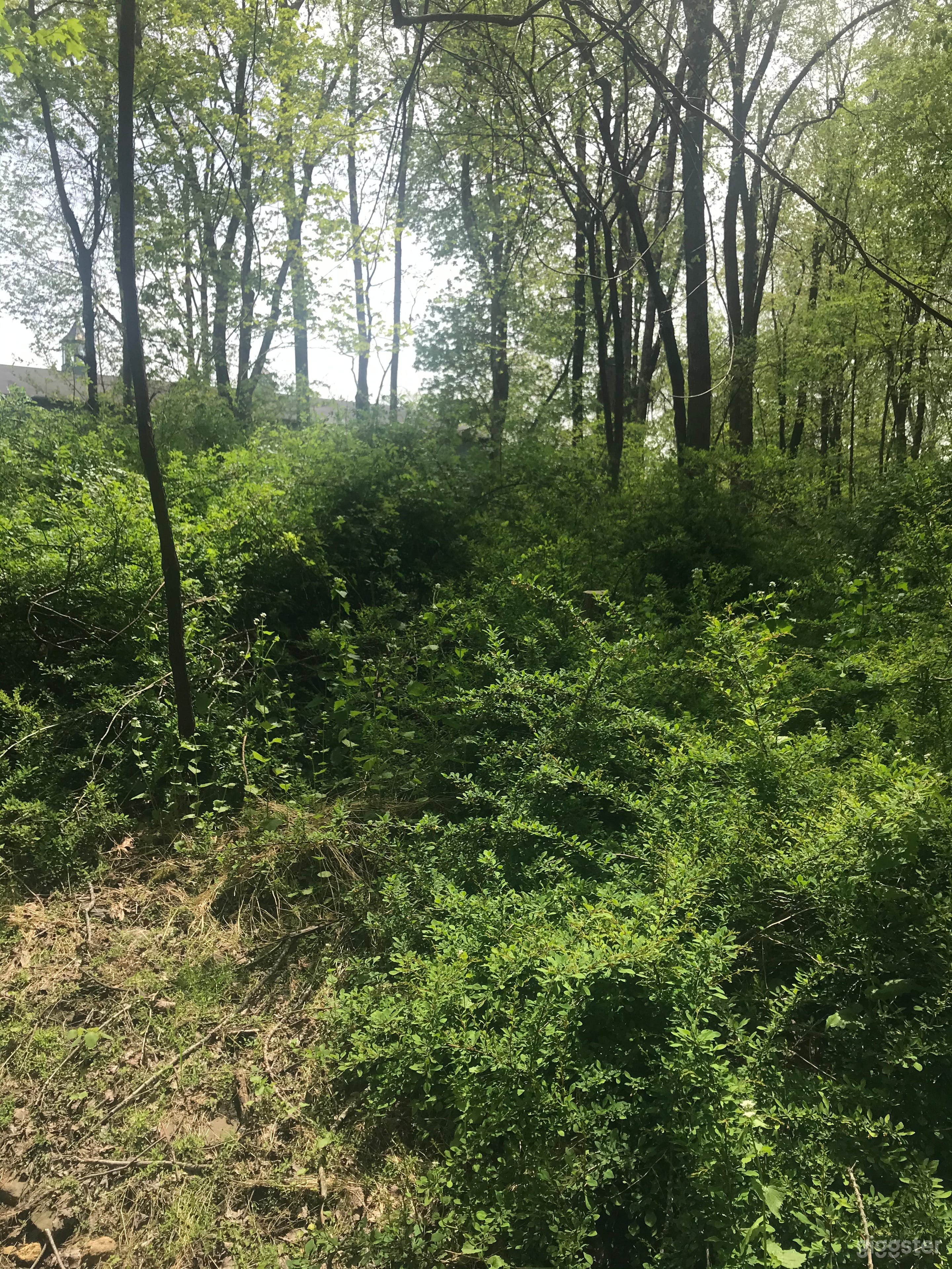 Wooded walking/bridle trails in Equestrian Estate Photo 4