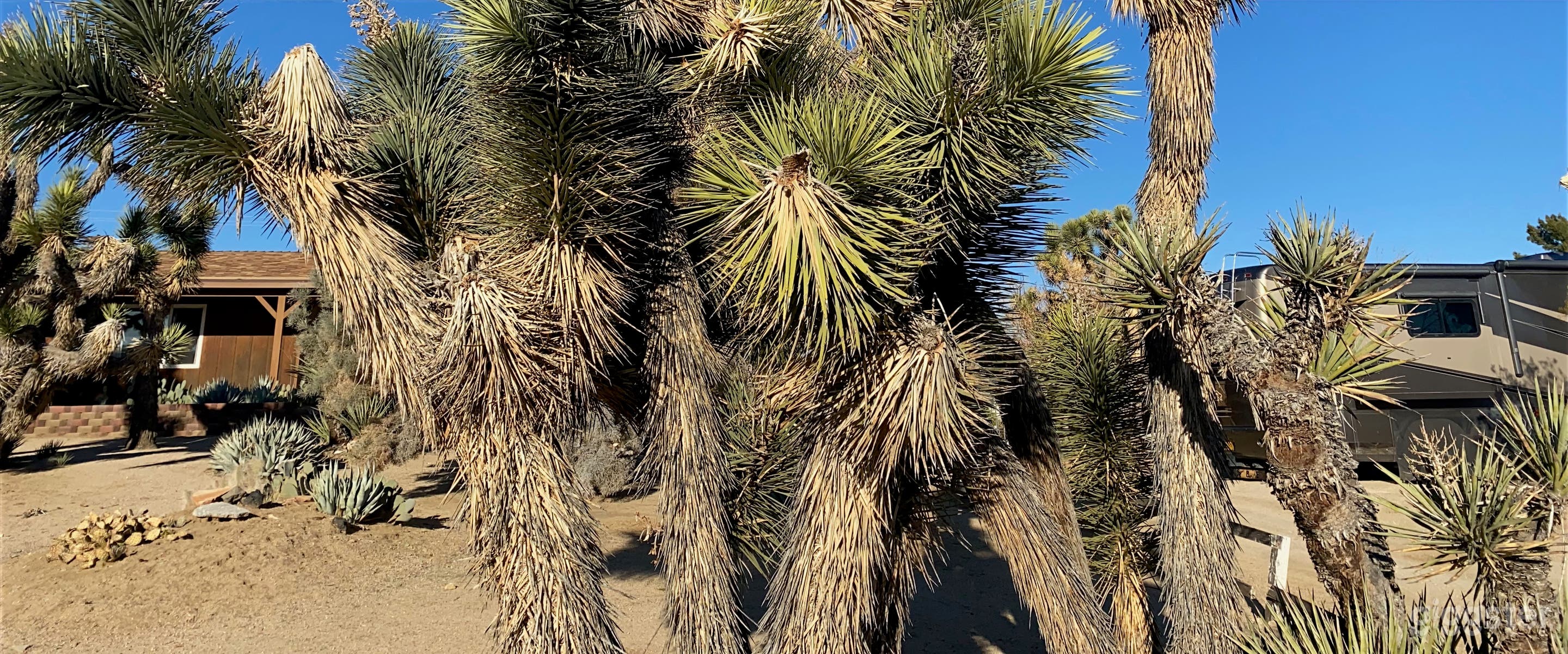 Joshua Tree Forest Oasis  Photo 2