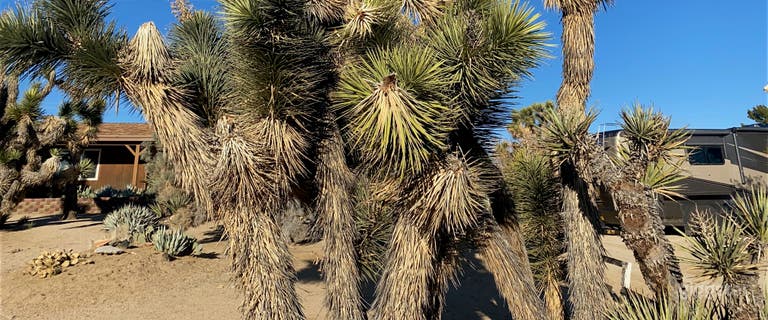  Joshua Tree Forest Oasis  